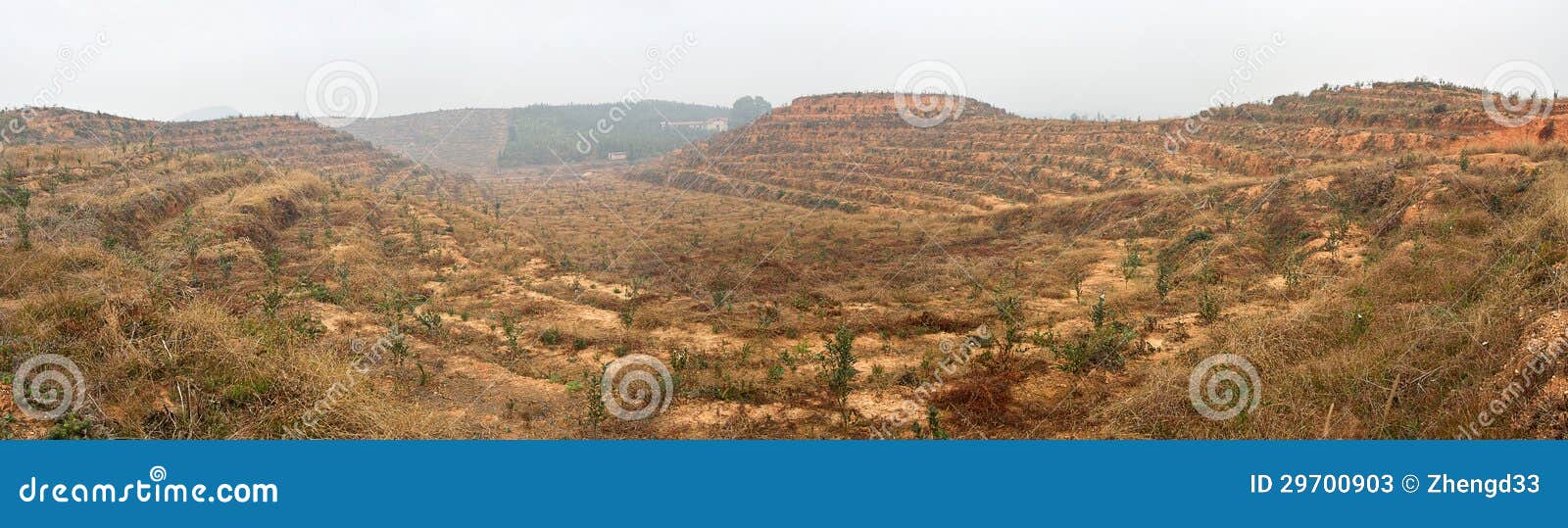 Base of Camellia oleifera panoramas