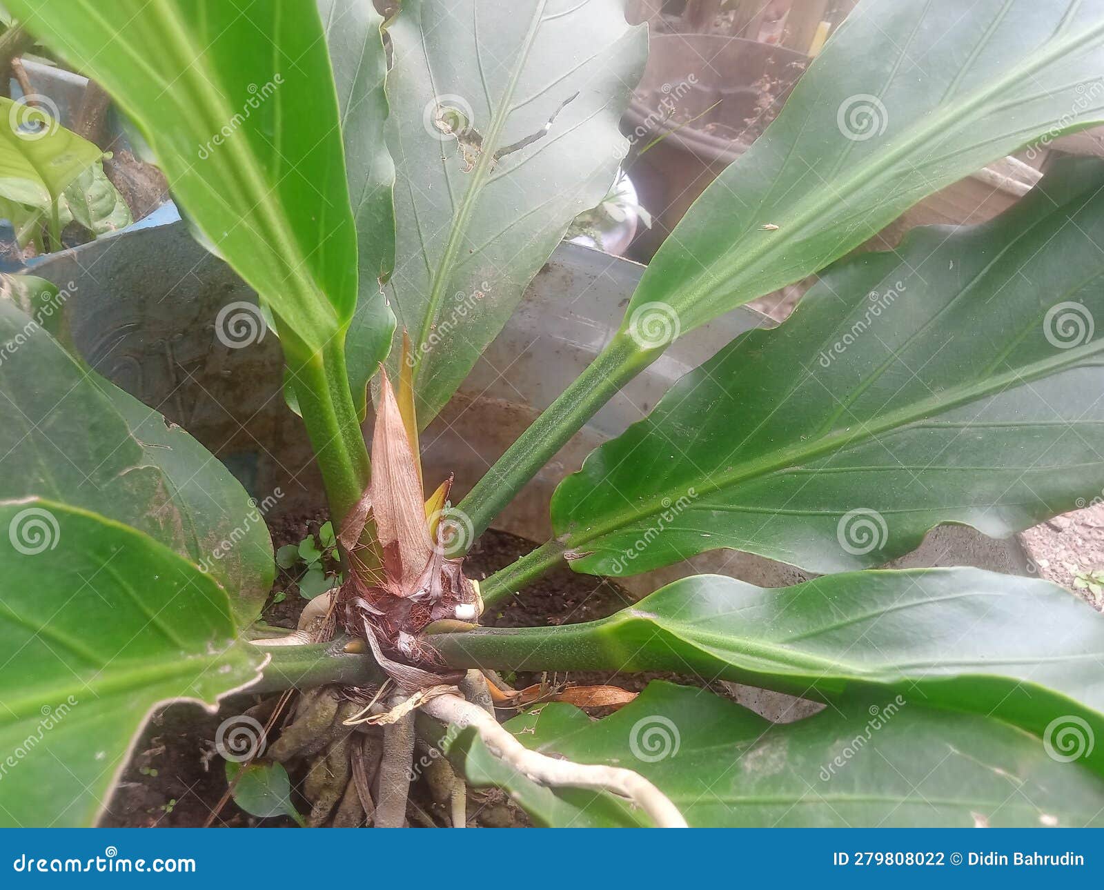 the base of the green leaves coalesce in the middle of the young shoots