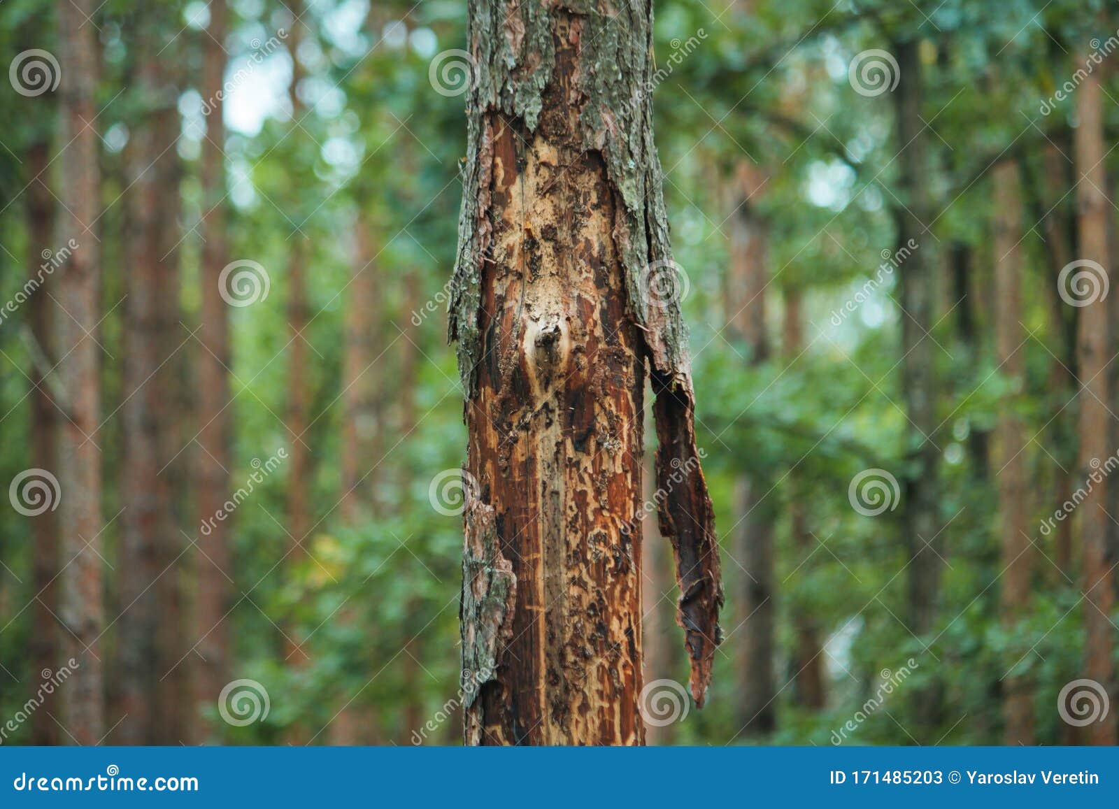 Base of a Pine Tree with Bark Beetle Holes Stock Image - Image of