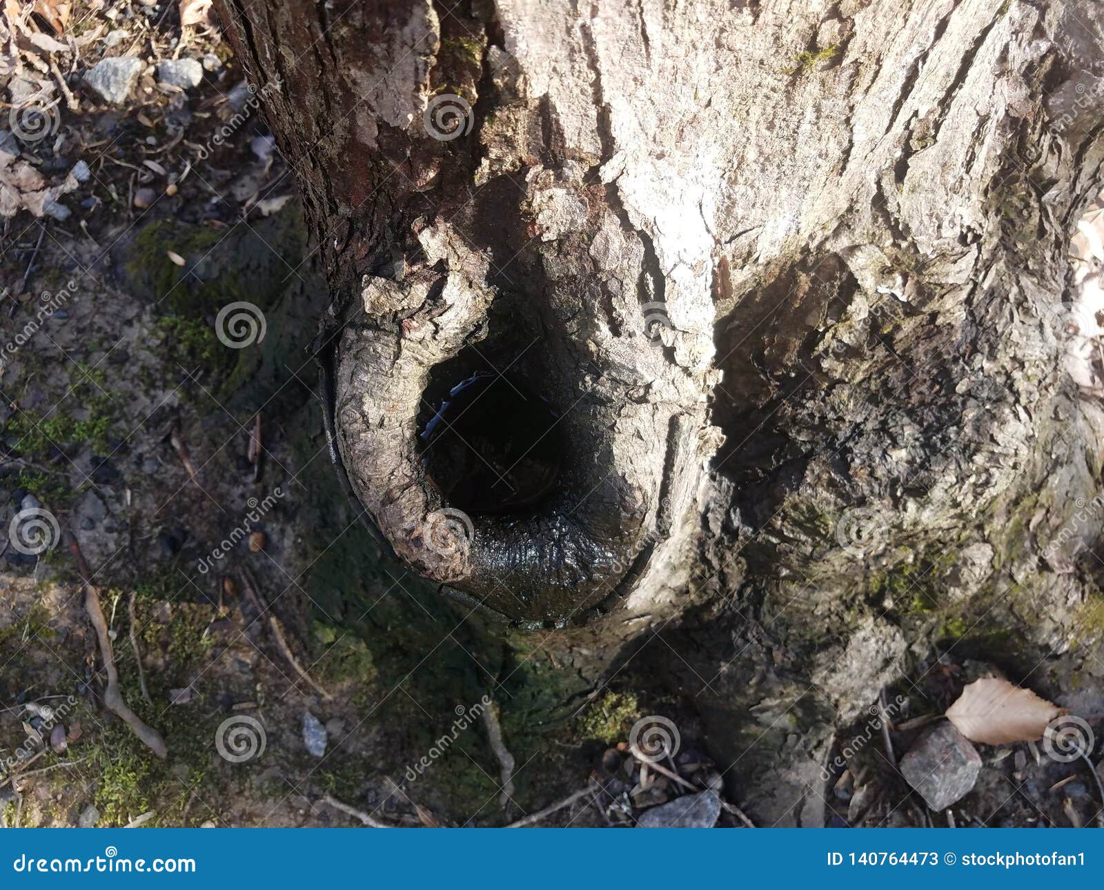 Base of Tree Trunk with Hole and Water Stock Image Image of hollow