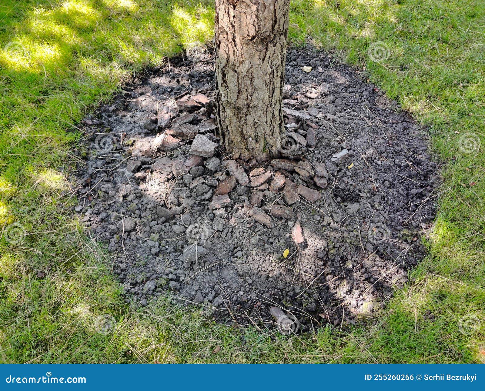 Tree Trunk Base with Mulch and Green Grass Stock Photo Image of