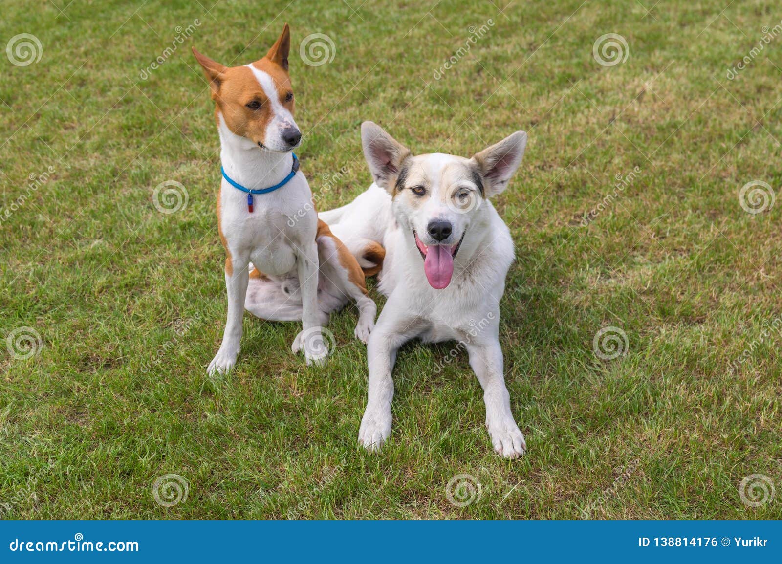 can a basenji and a labrador retriever be friends