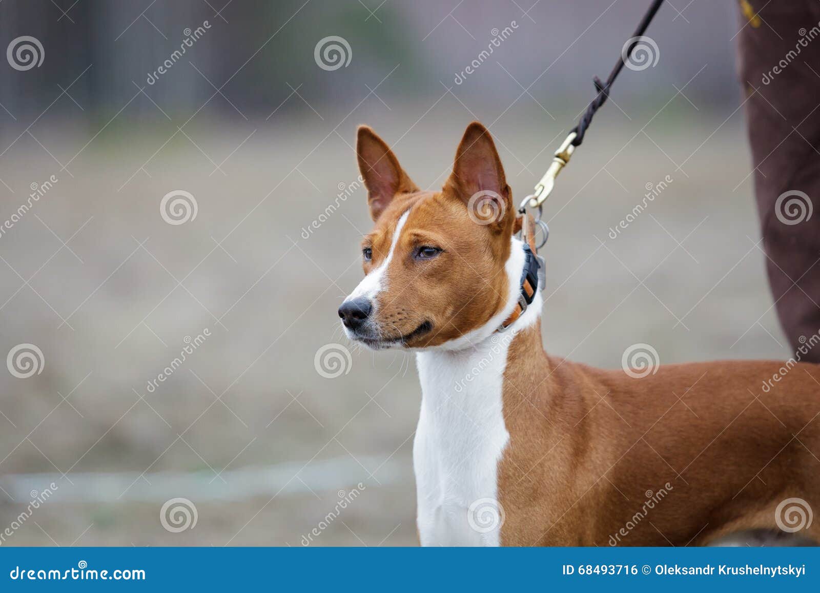 Basenji Dog on a Leash. Portrait Stock Photo Image of earth, hound