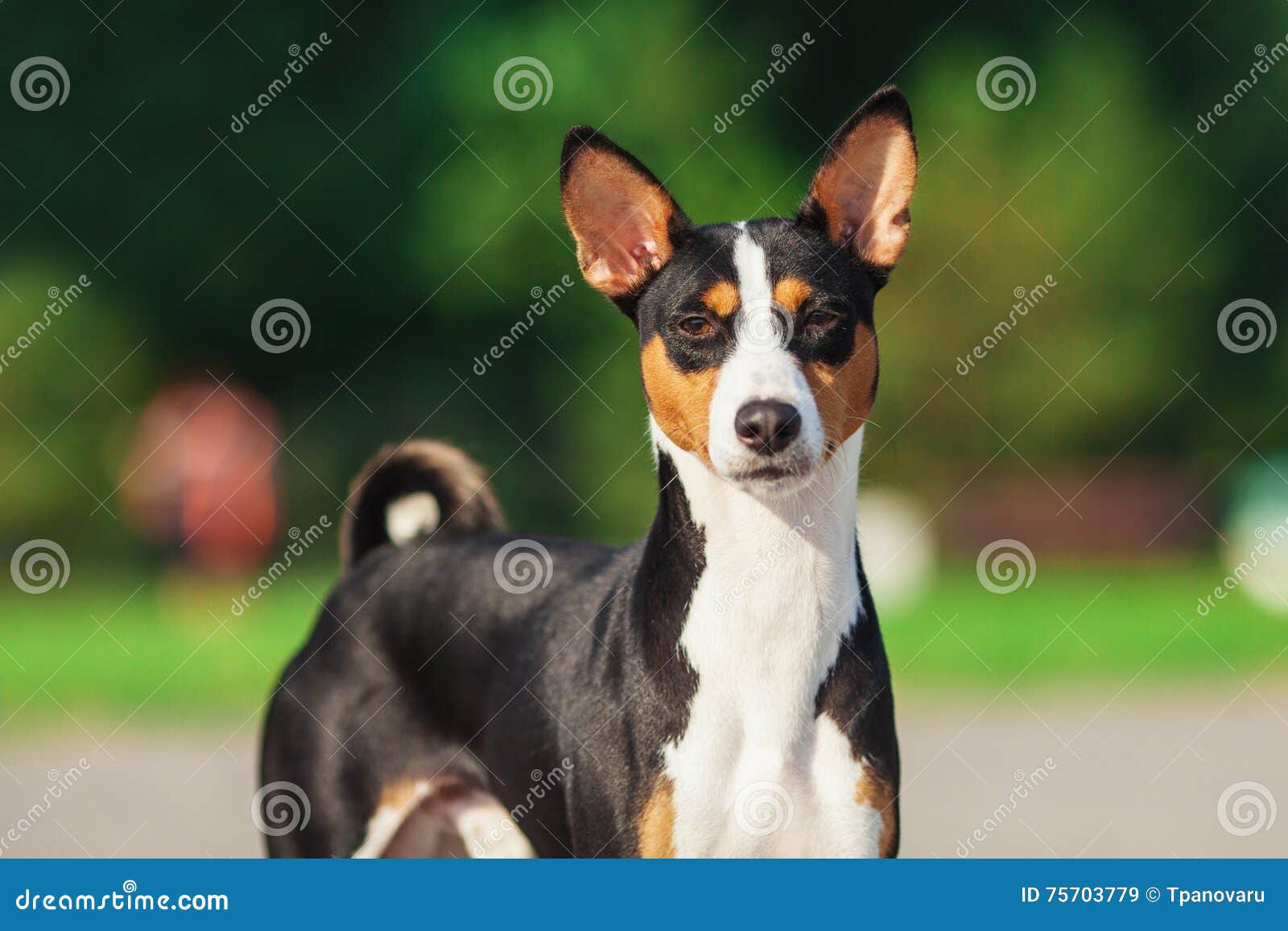 Basenji Umbrella - Black & White Basenji Umbrella - Black & White