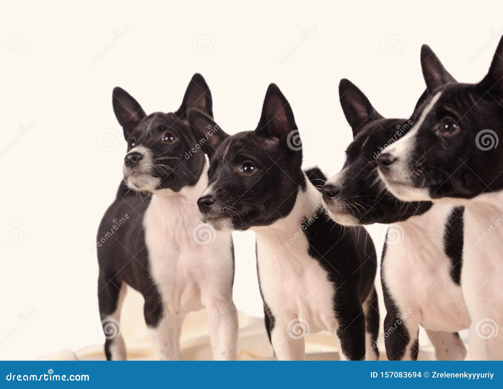 grey basenji