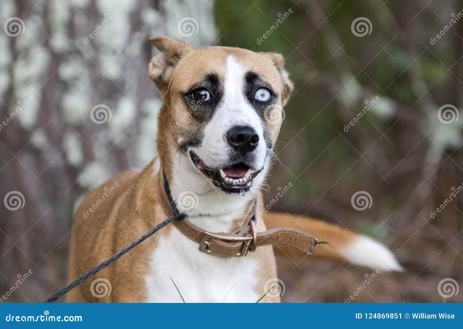 basenji husky mix