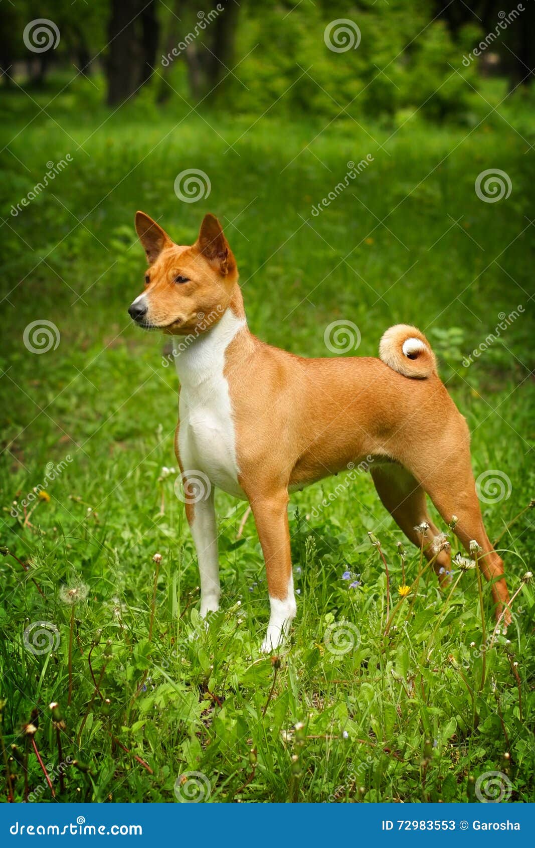 Basenji is in the Show Position Stock Image Image of pedigree