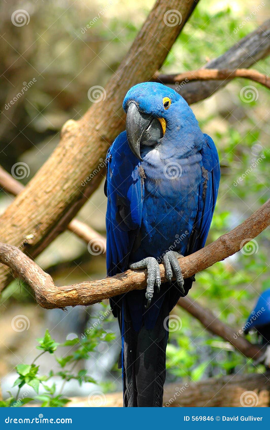 bashful bird