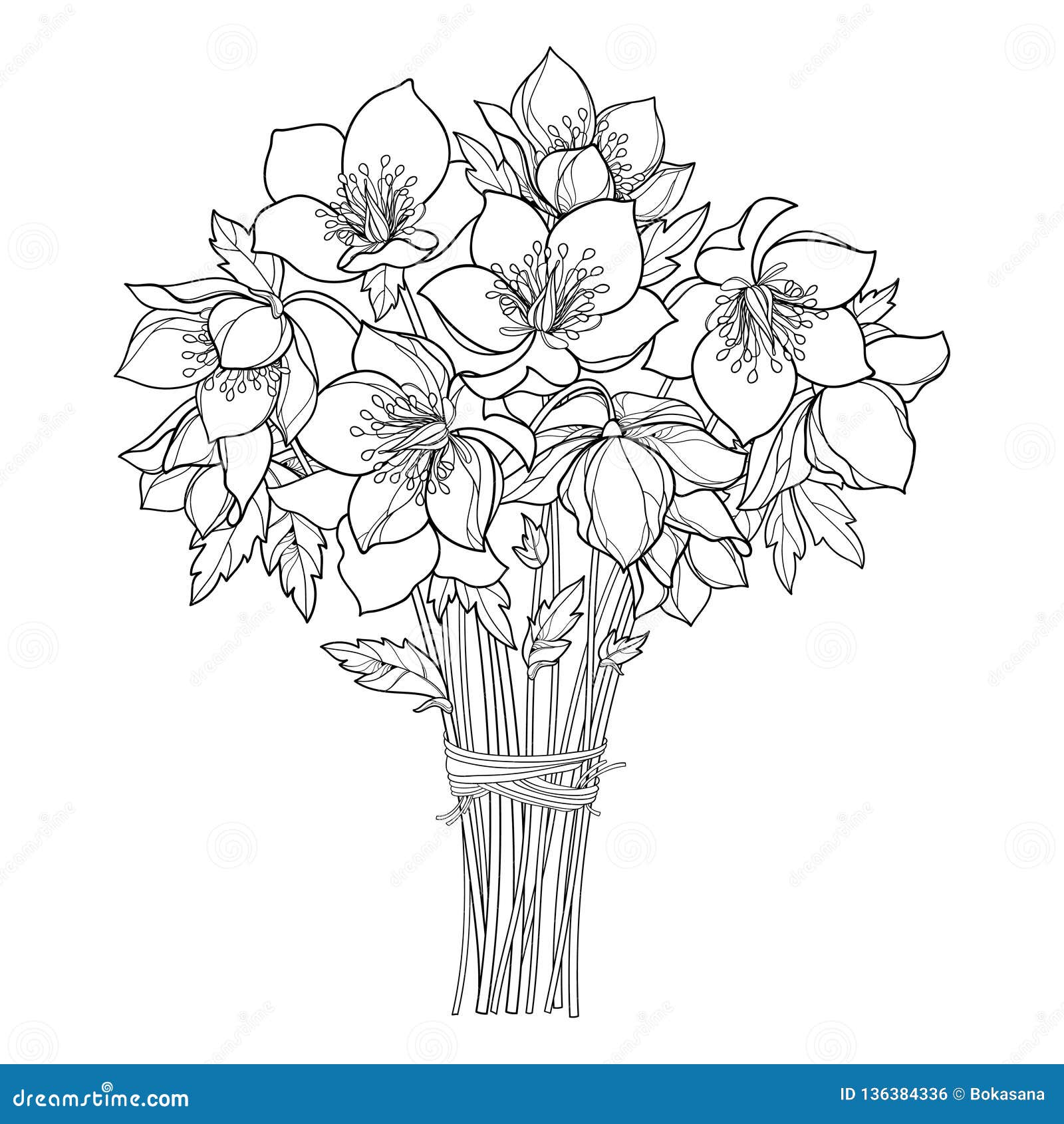 Vector Bouquet with Outline Hellebore or Helleborus or Winter or Lenten ...