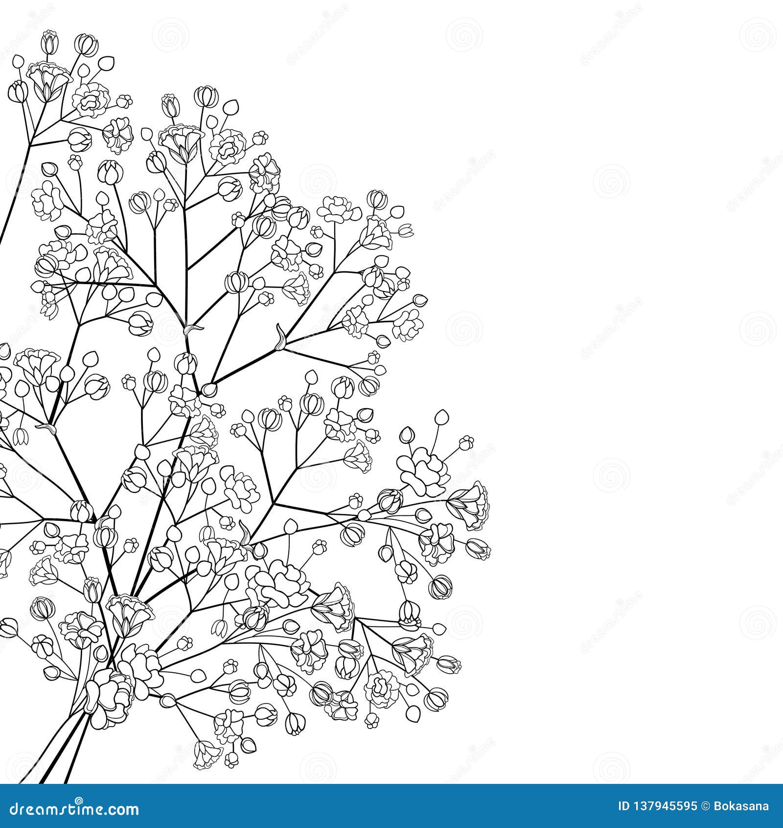  corner bouquet of outline gypsophila or baby`s breath branch, bud and elegant flower in black  on white background.