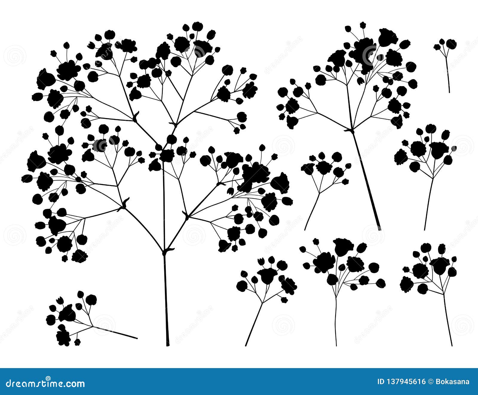  set with silhouette gypsophila or baby`s breath branch, bud and delicate flower in black  on white background.