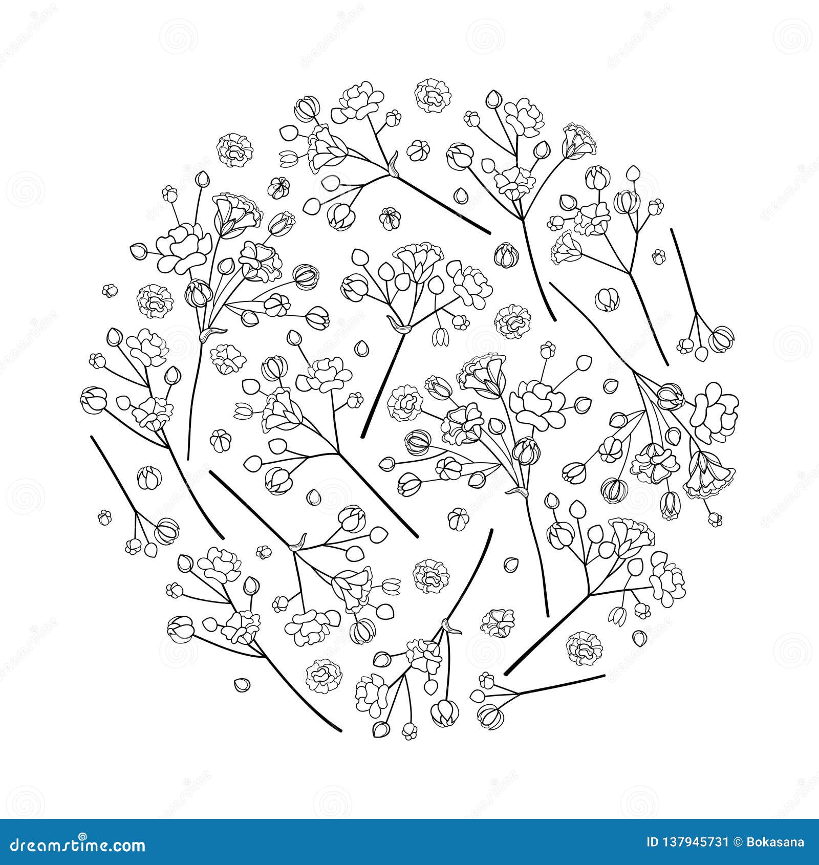 round bouquet of outline gypsophila or baby`s breath branch, bud and elegant flower in black  on white background.