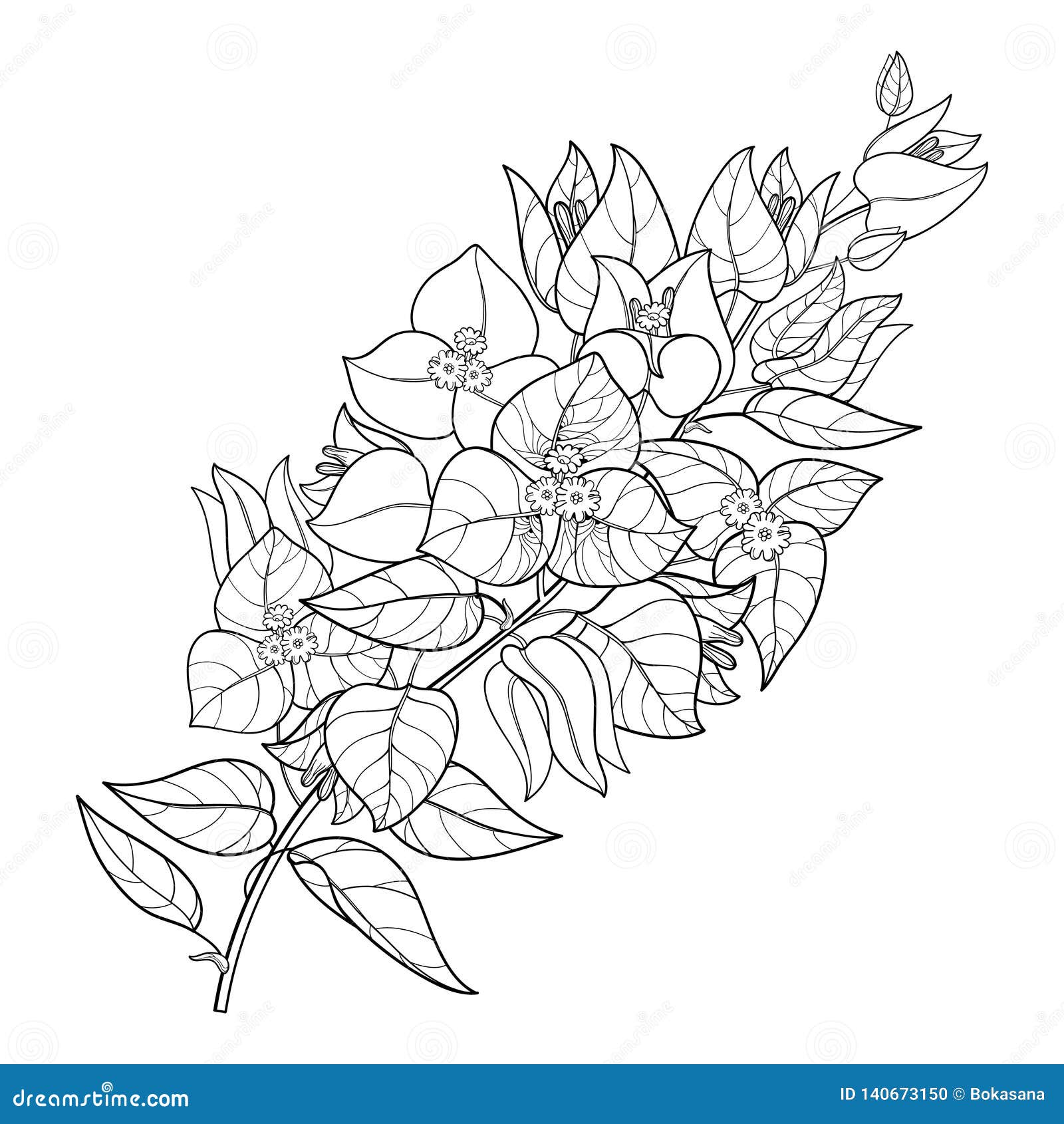  outline bougainvillea or buganvilla flower bunch with bud and leaf in black  on white background.