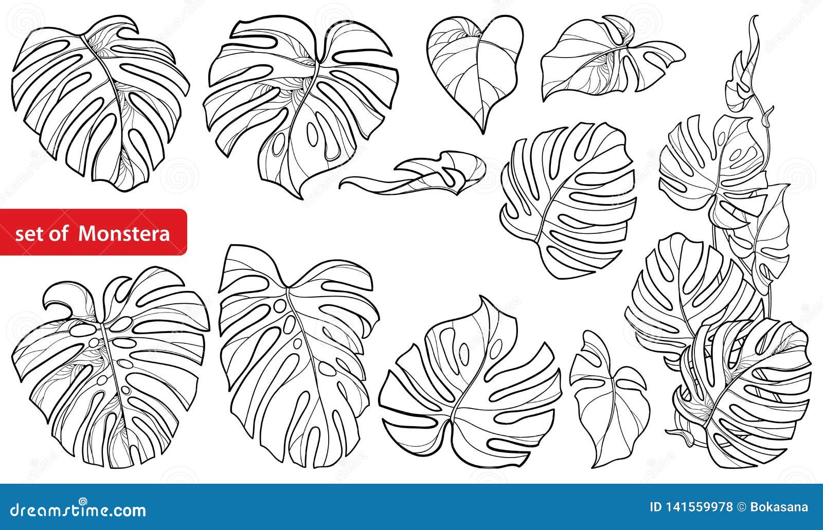Vector Set With Outline Tropical Monstera Or Swiss Cheese Plant Leaf