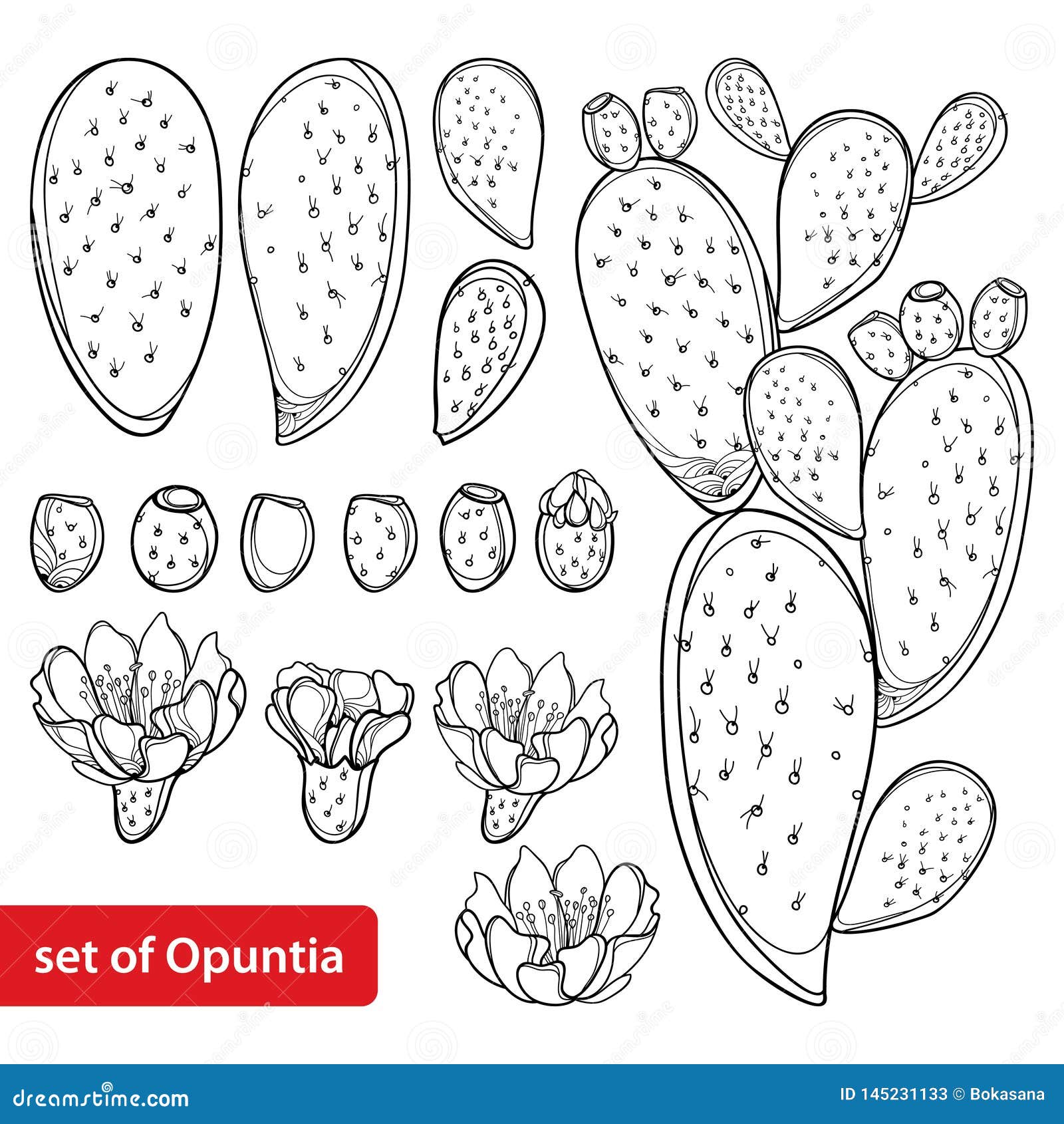  set with outline cactus indian fig opuntia or prickly pear plant, fruit, flower and stem in black  on white.