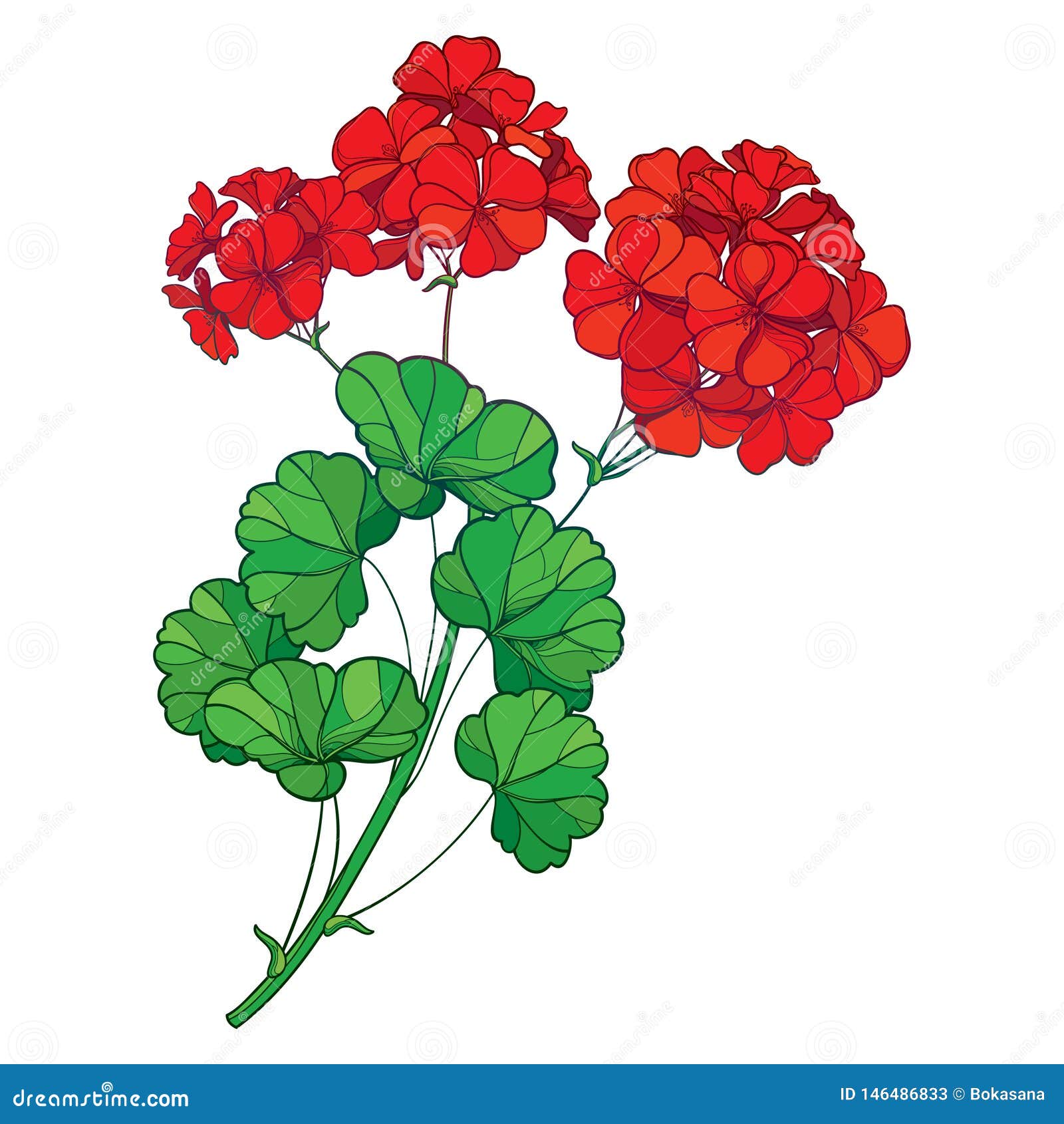  branch with outline red geranium or cranesbills flower bunch and ornate green leaf  on white background.