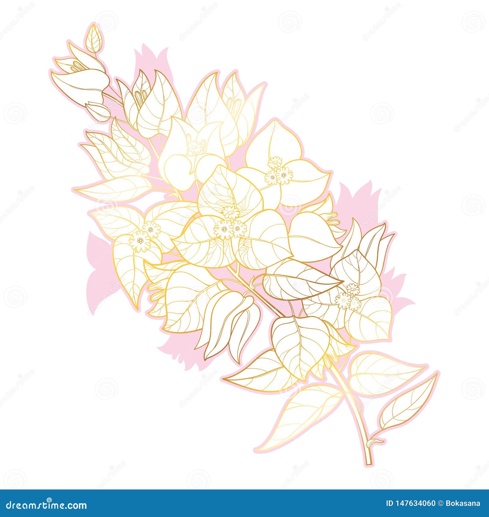  outline bougainvillea or buganvilla flower bunch with bud and leaf in gold and pink  on white background.