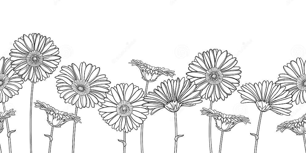 Vector Horizontal Seamless Pattern with Outline Gerbera or Gerber ...