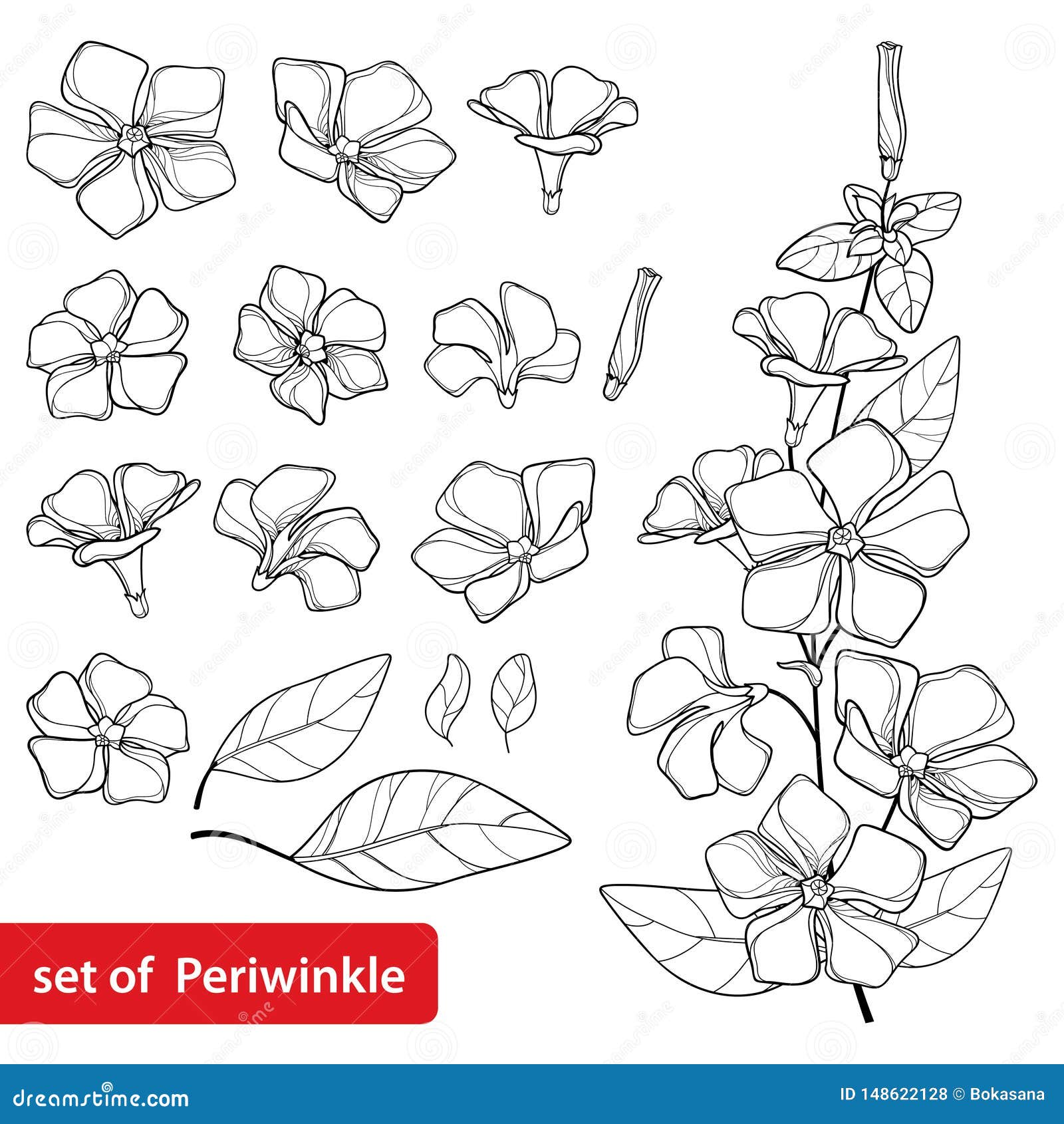 Flowers Periwinkle Hand Drawing Outline On A White Background Beautiful  Sketch Of A Tattoo  A Delicate Twig With Flowers Botany Design Element  Stock Photo Picture And Royalty Free Image Image 178132279