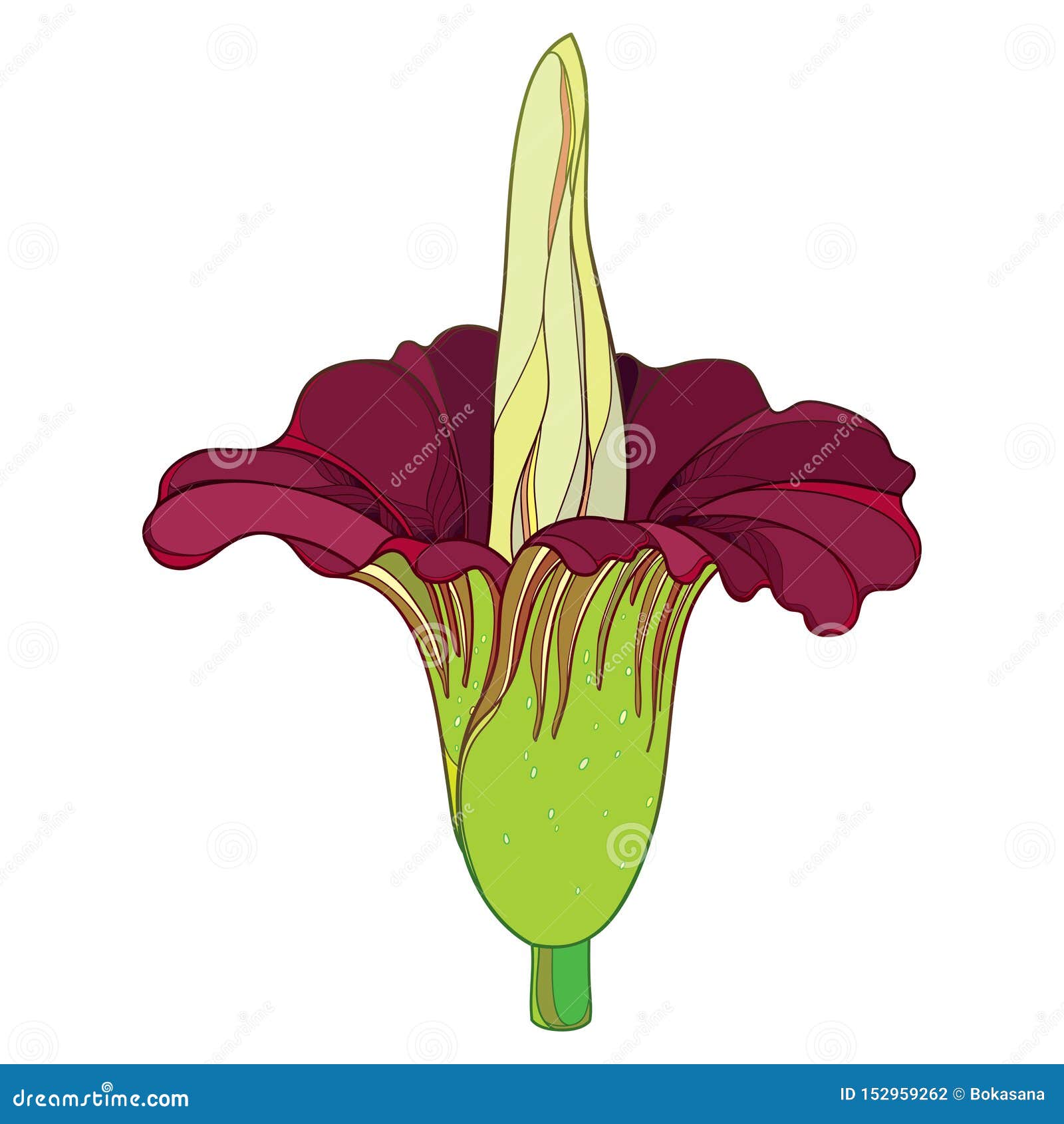 Amorphophallus Clipart And Illustrations