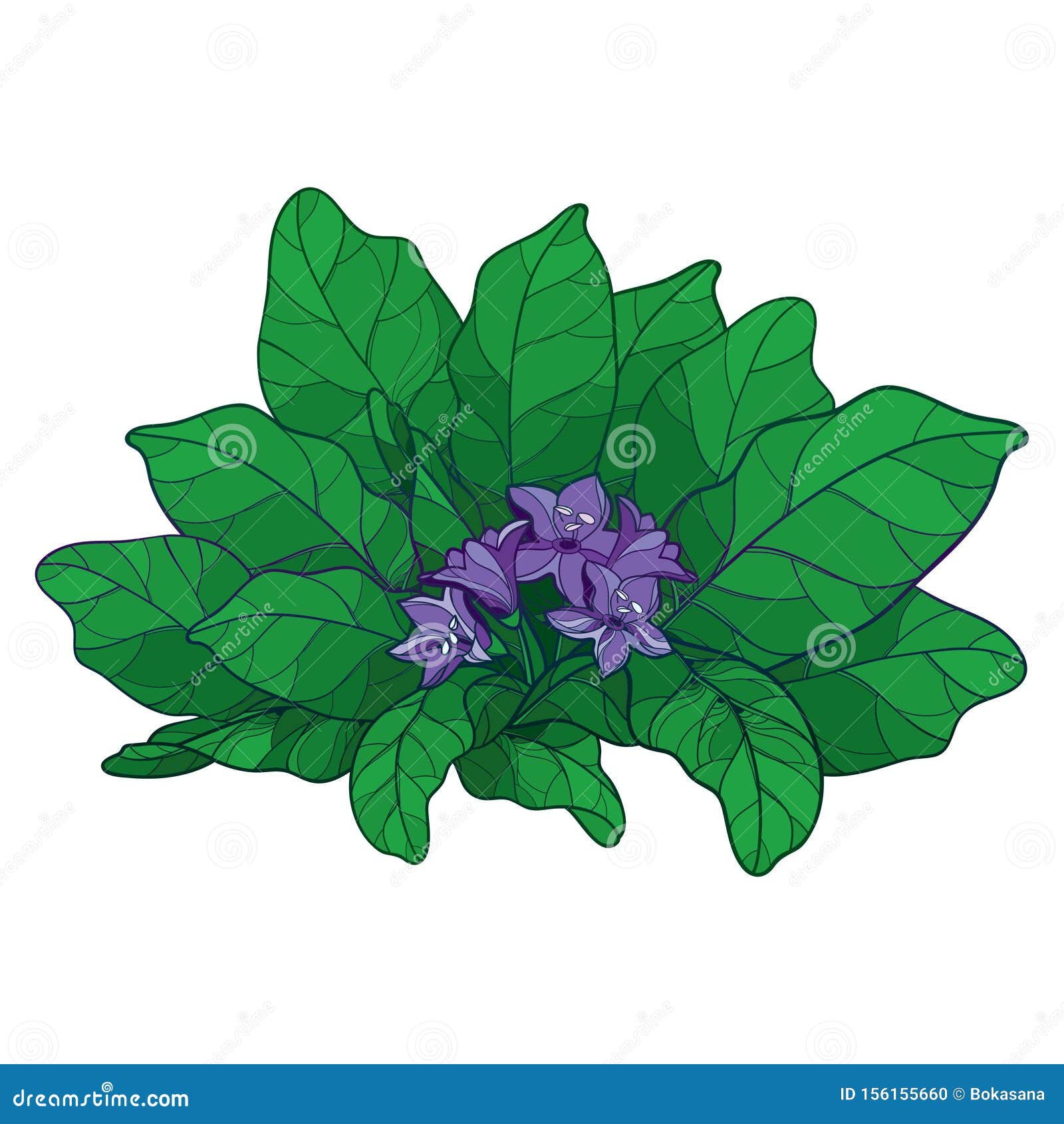 Mandragora Stock Illustrations – 279 Mandragora Stock Illustrations,  Vectors & Clipart - Dreamstime