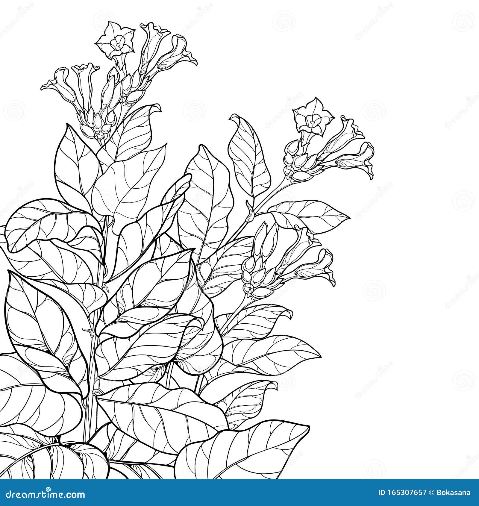 Vector Corner Bunch with Outline Toxic or Nicotiana Flower, Bud and Leaf in Black Isolated on White Background. Stock Vector - Illustration of nature, nicotiana: