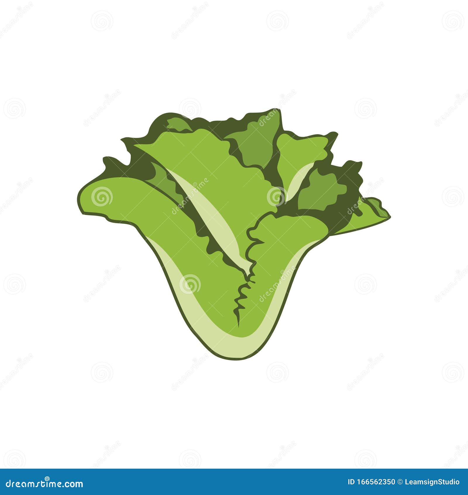 Lettuce design vector stock vector. Illustration of designs 166562350