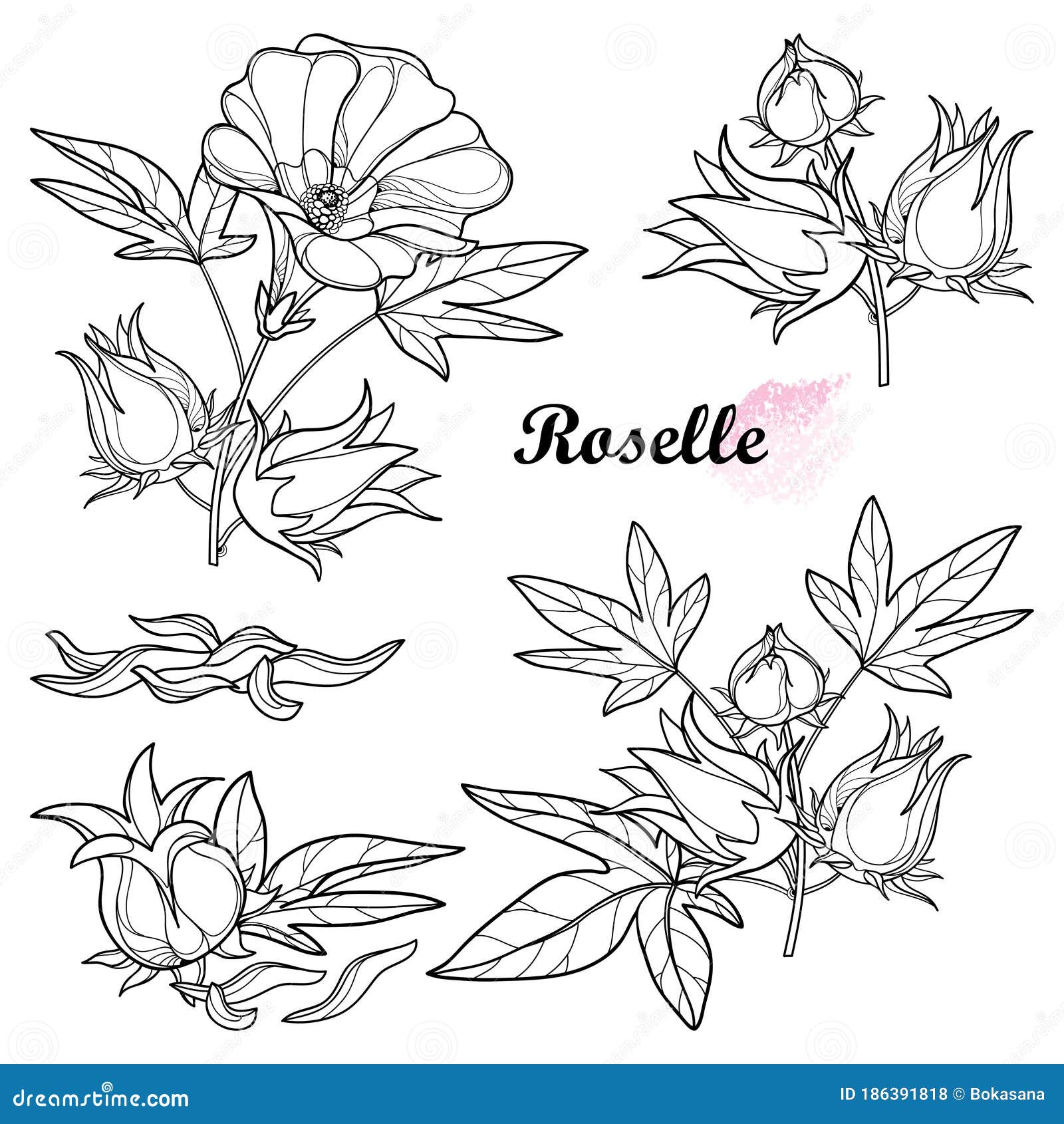  set of outline tropical roselle or hibiscus sabdariffa or carcade plant with fruits, leaf and flower in black .