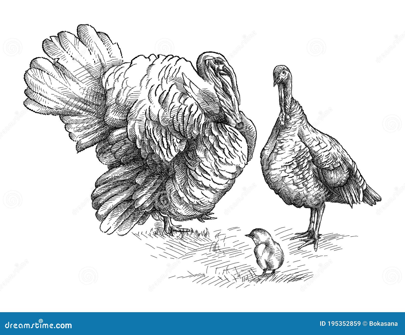 Vector Handdrawn Sketch of Turkey Family in Black Isolated on White