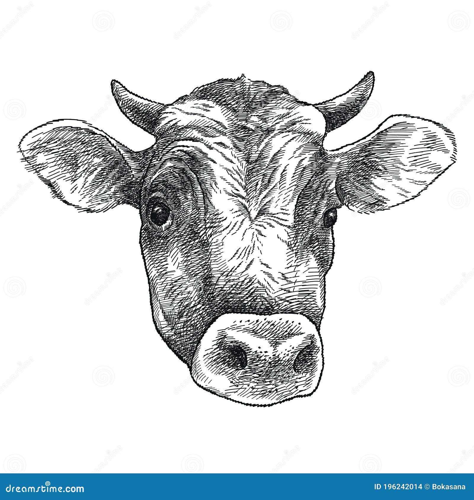 Jersey cow calf face brush drawing  line art  Stock Illustration  71438488  PIXTA