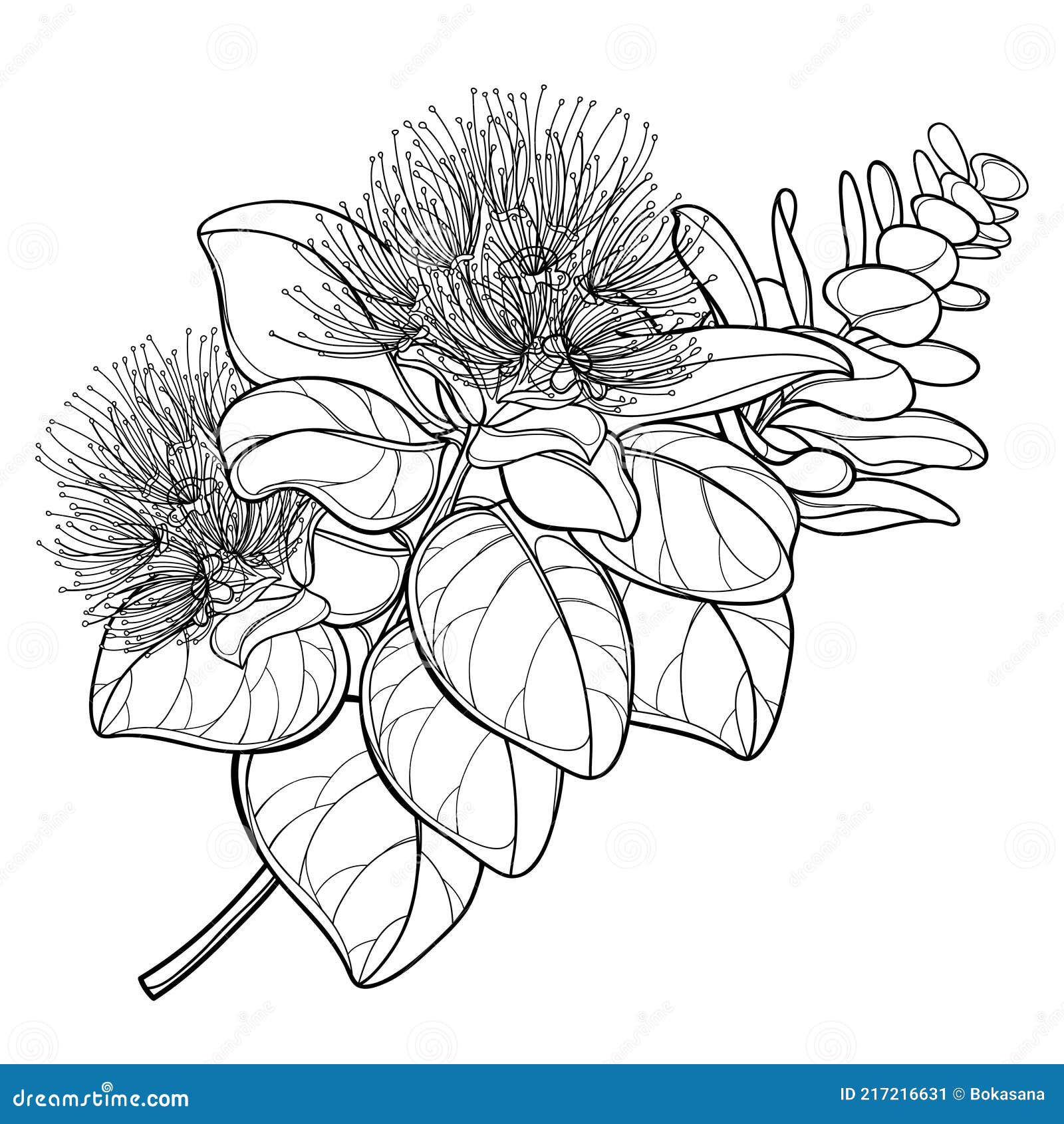Pohutukawa Cartoons, Illustrations & Vector Stock Images - 41 Pictures to download from ...
