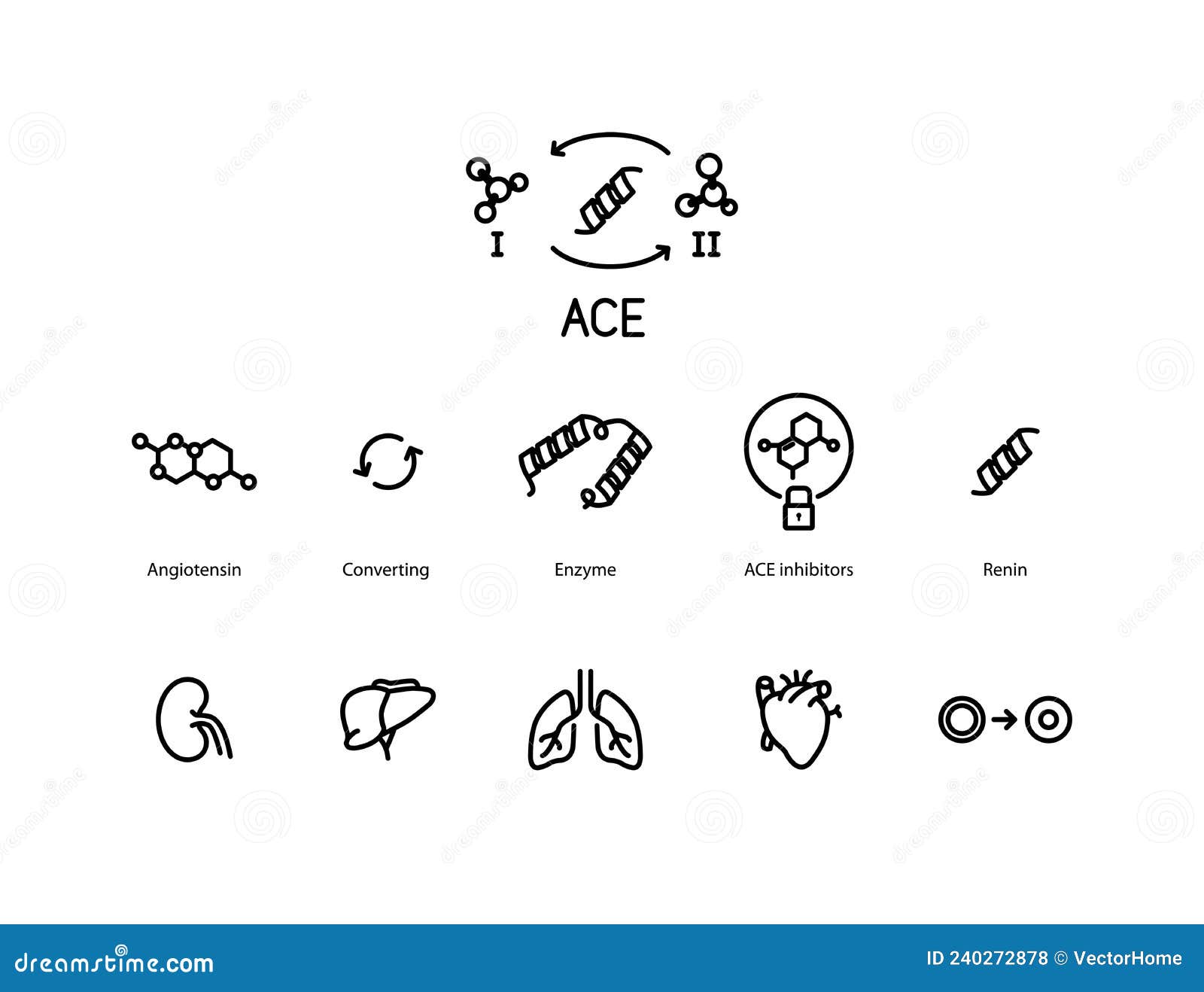 In The Kidney, Angiotensin II Works By Connecting With Receptors Called