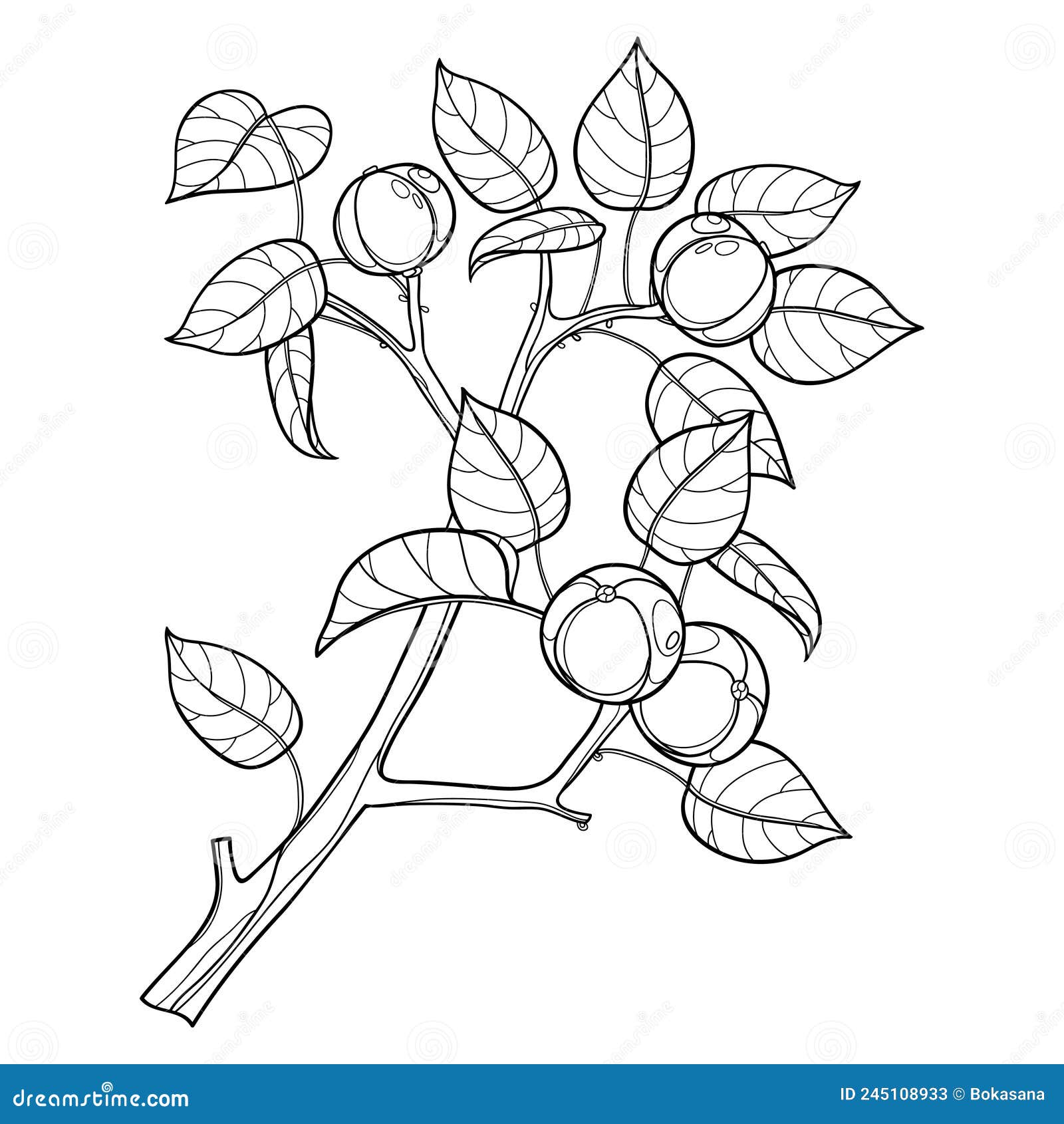  branch of outline poisonous manchineel tree or hippomane mancinella in black  on white background.