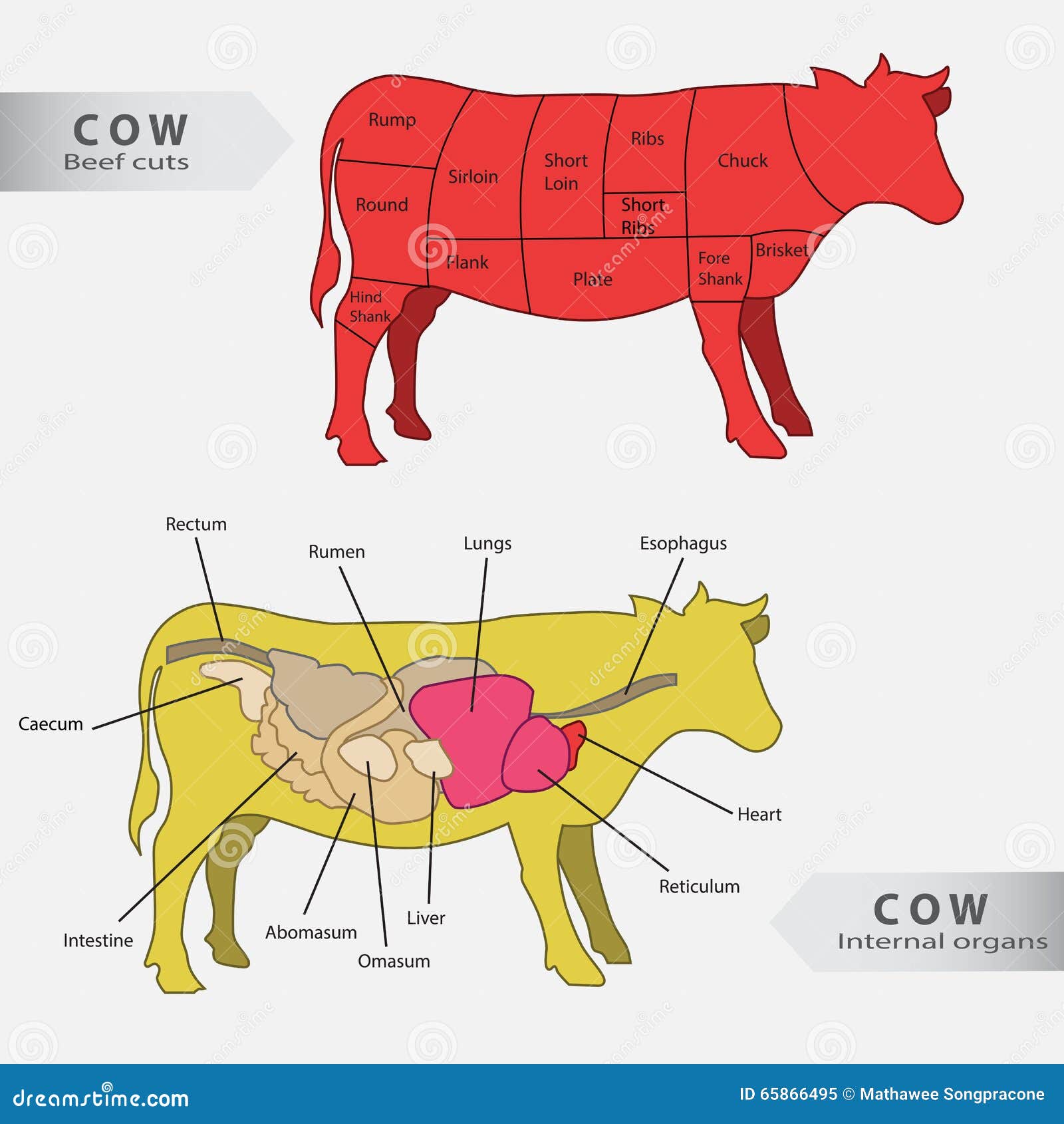 Basic Cow Internal Organs And Beef Cuts Chart Vector Stock ... cattle digestive system diagram 