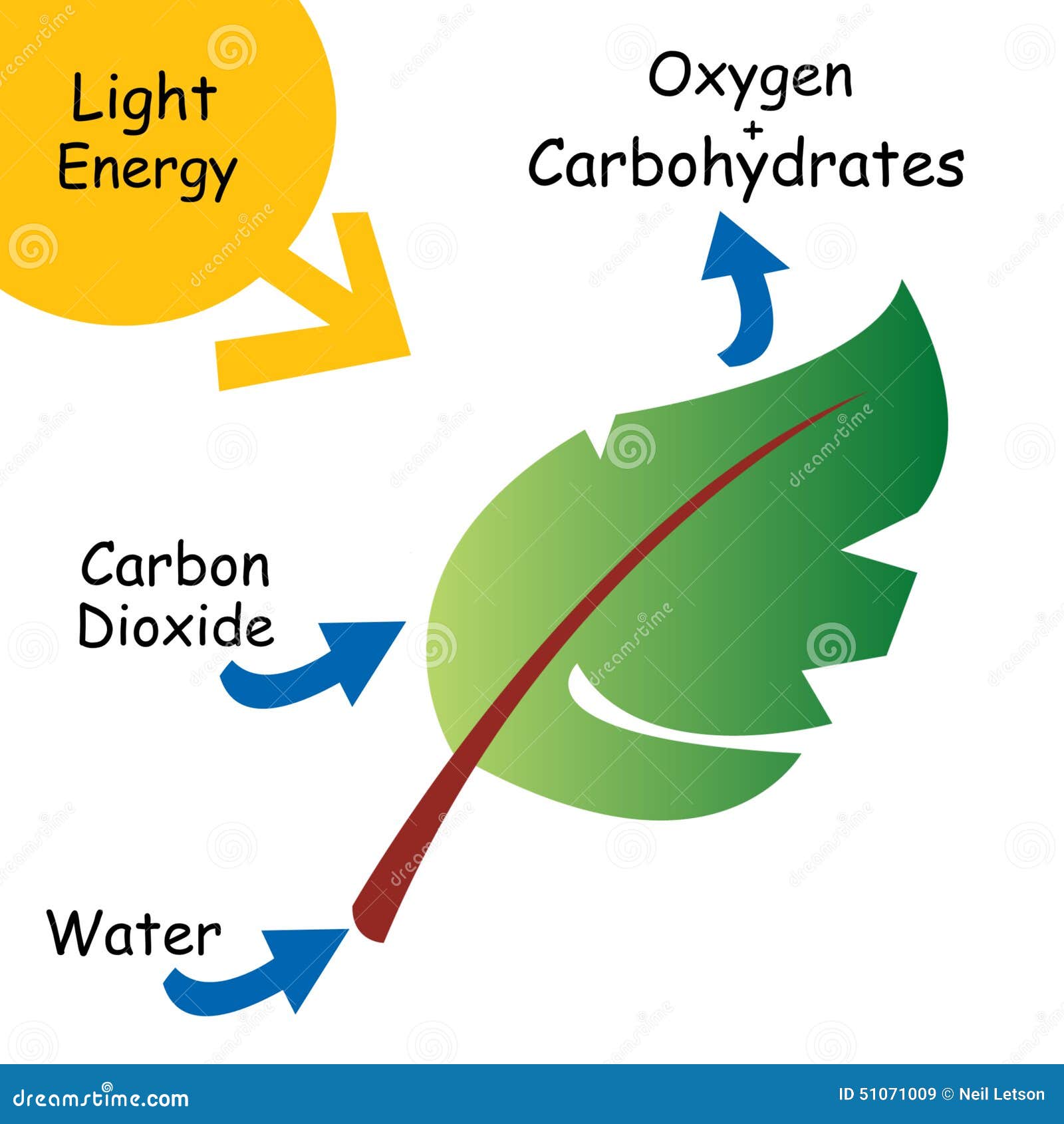 Basic Illustration Of Photosynthesis Stock Illustration Image 51071009 biology-photosynthesis-level-2-activity-for-kids-primaryleap-co-uk