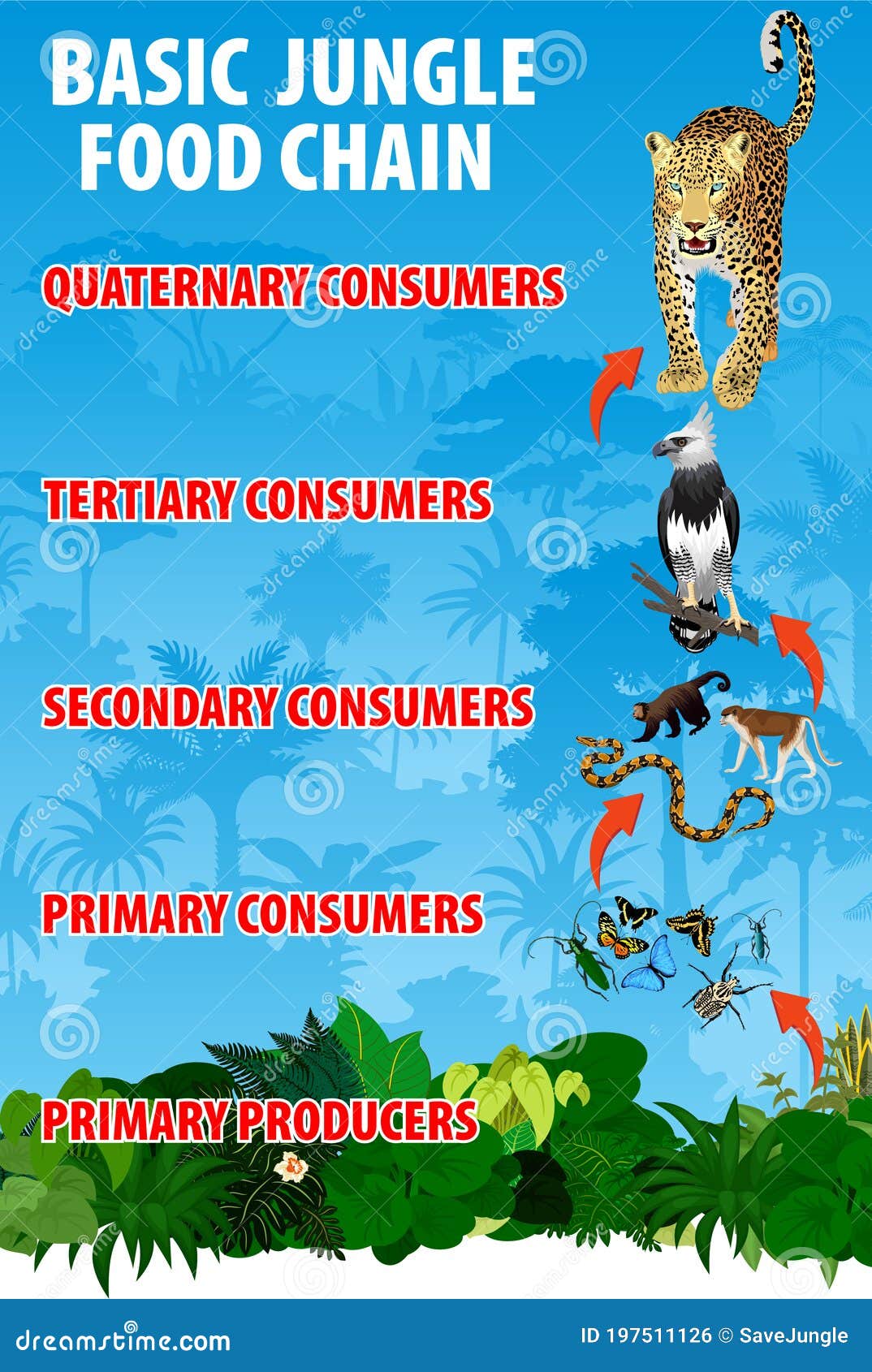 Basic Jungle Rianforest Food Trophic Chain Tropical Ecosystem Energy Biology Diagrams