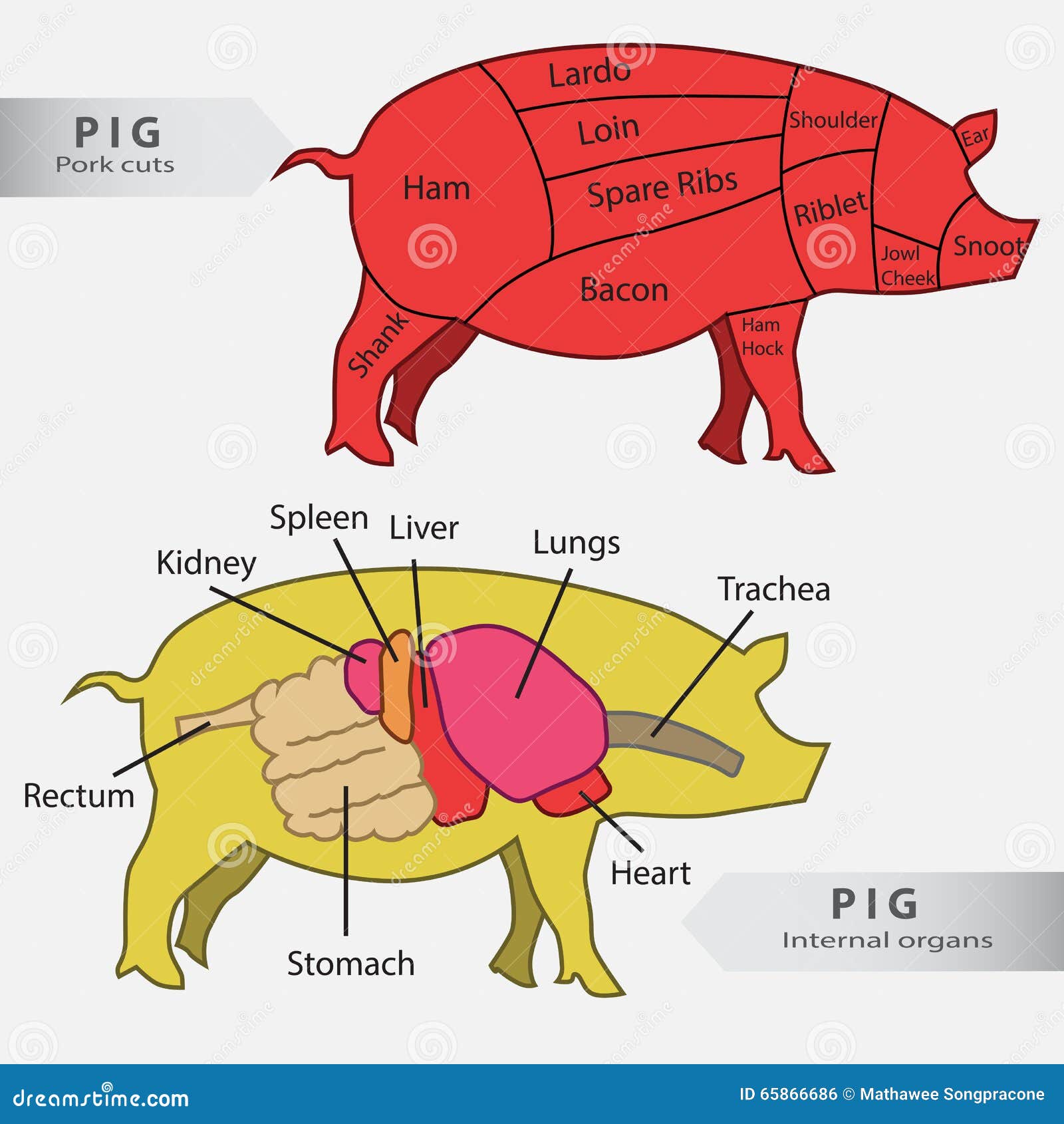 pig carving diagram