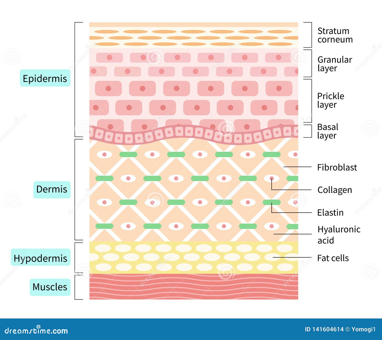 layers of the human skin. skin and health care concept