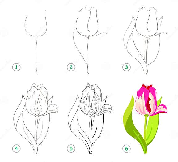 Page Shows How To Learn Step by Step To Draw Beautiful Flower Tulip ...