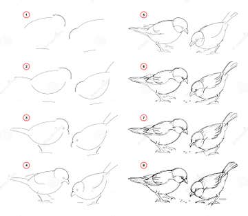 How To Draw from Nature Step by Step Sketch of Sparrows. Creation Step ...