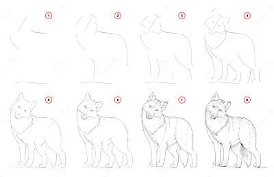 How To Draw from Nature Step by Step Sketch of Cute Wolf. Creation Step ...