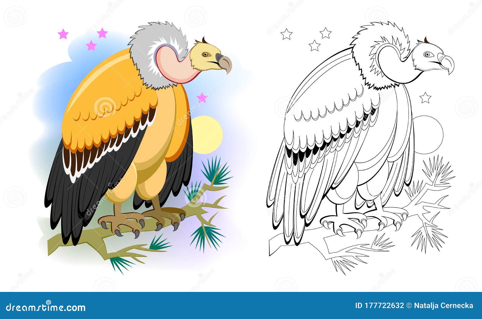 colorful and black and white page for coloring book for kids.  of a cute vulture. predatory bird.