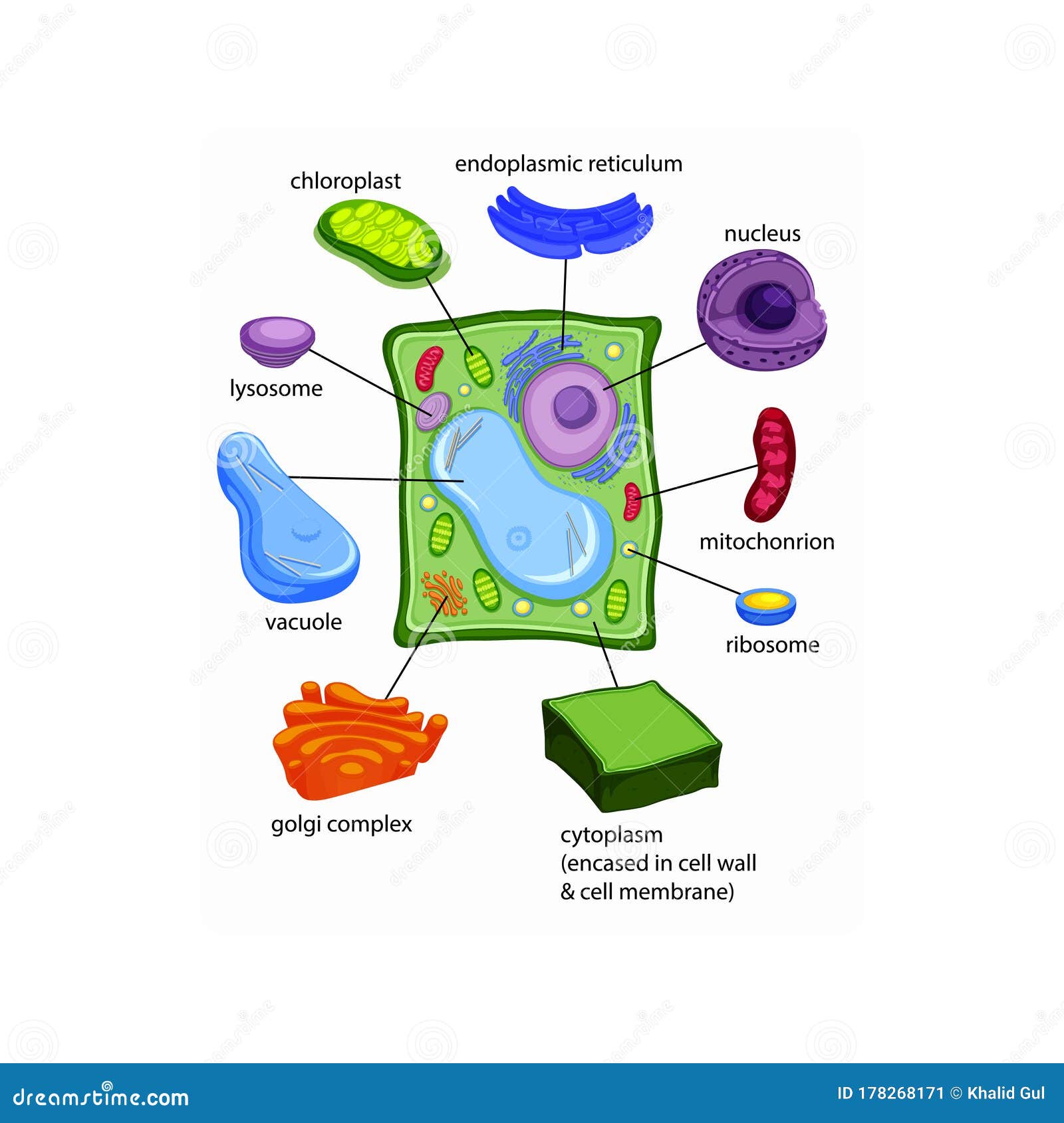 Labelled Diagrams Of Typical Plant Cells With Editable Layers. Stock Illustration - Illustration ...
