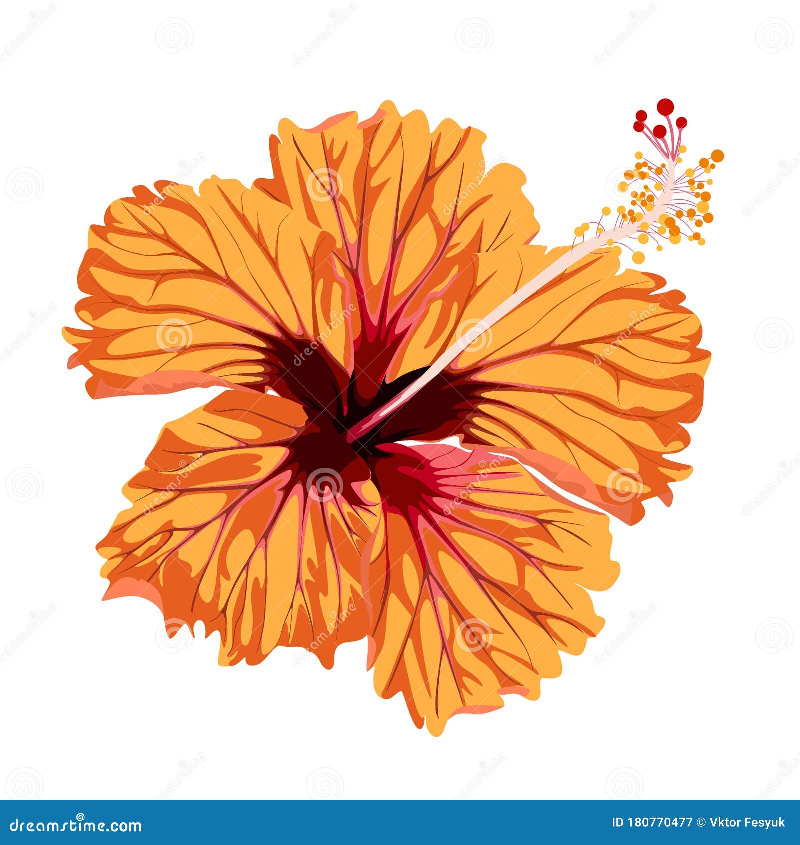 Hibiscus Orange Flower. Tropical Exotic Hawaii Plant Isolated Stock ...