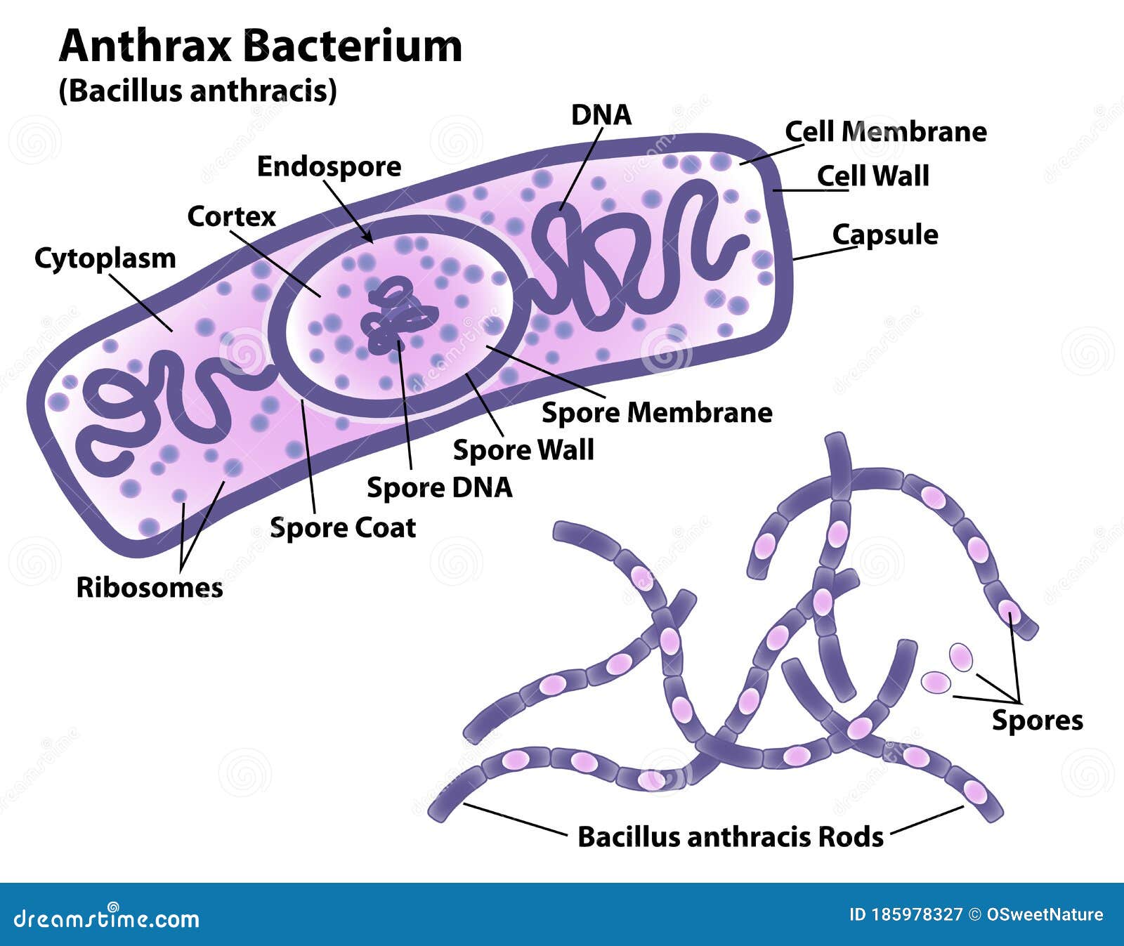 anthrax bacteria morphology and cell