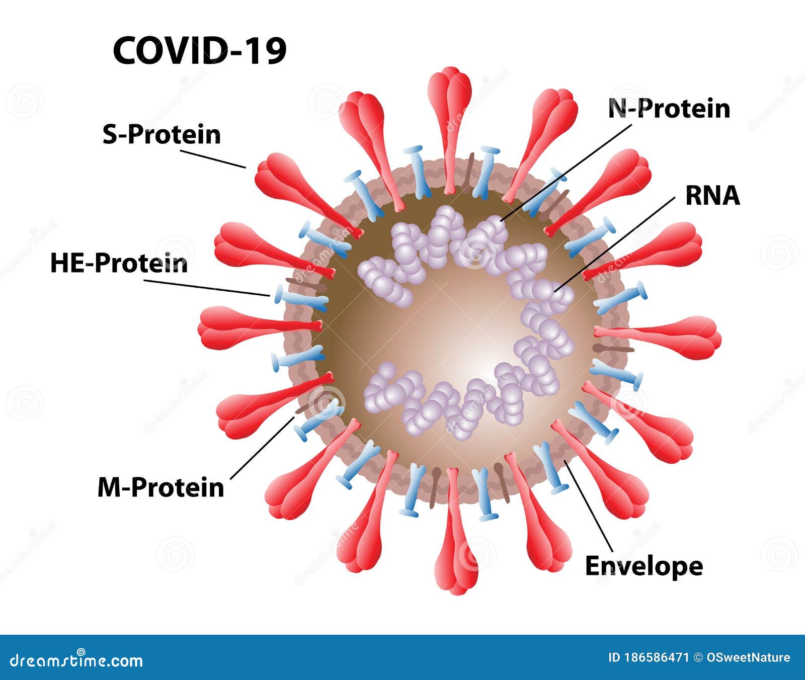 covid 19 morphology with red spike proteins