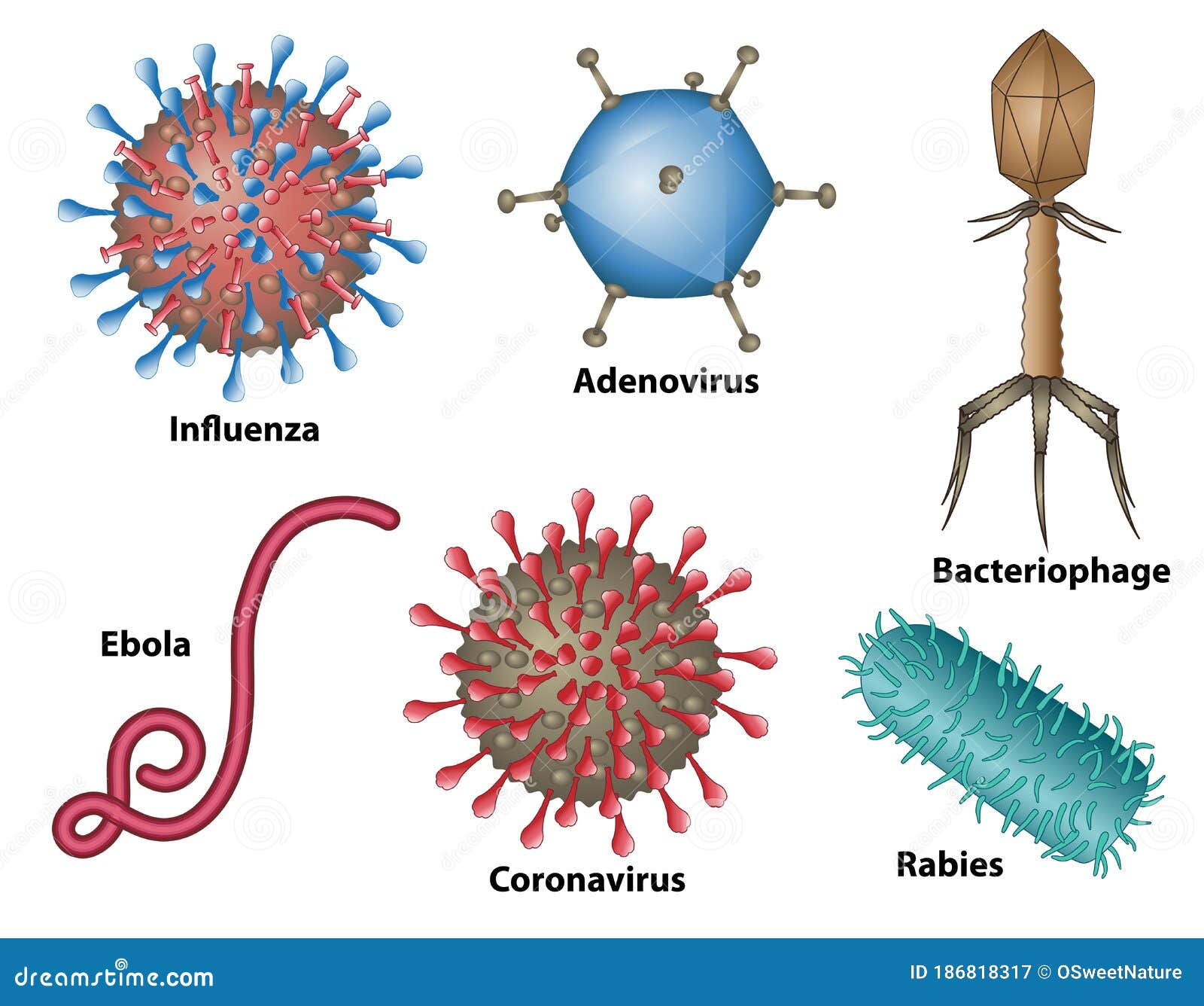 virus types in different s and sizes