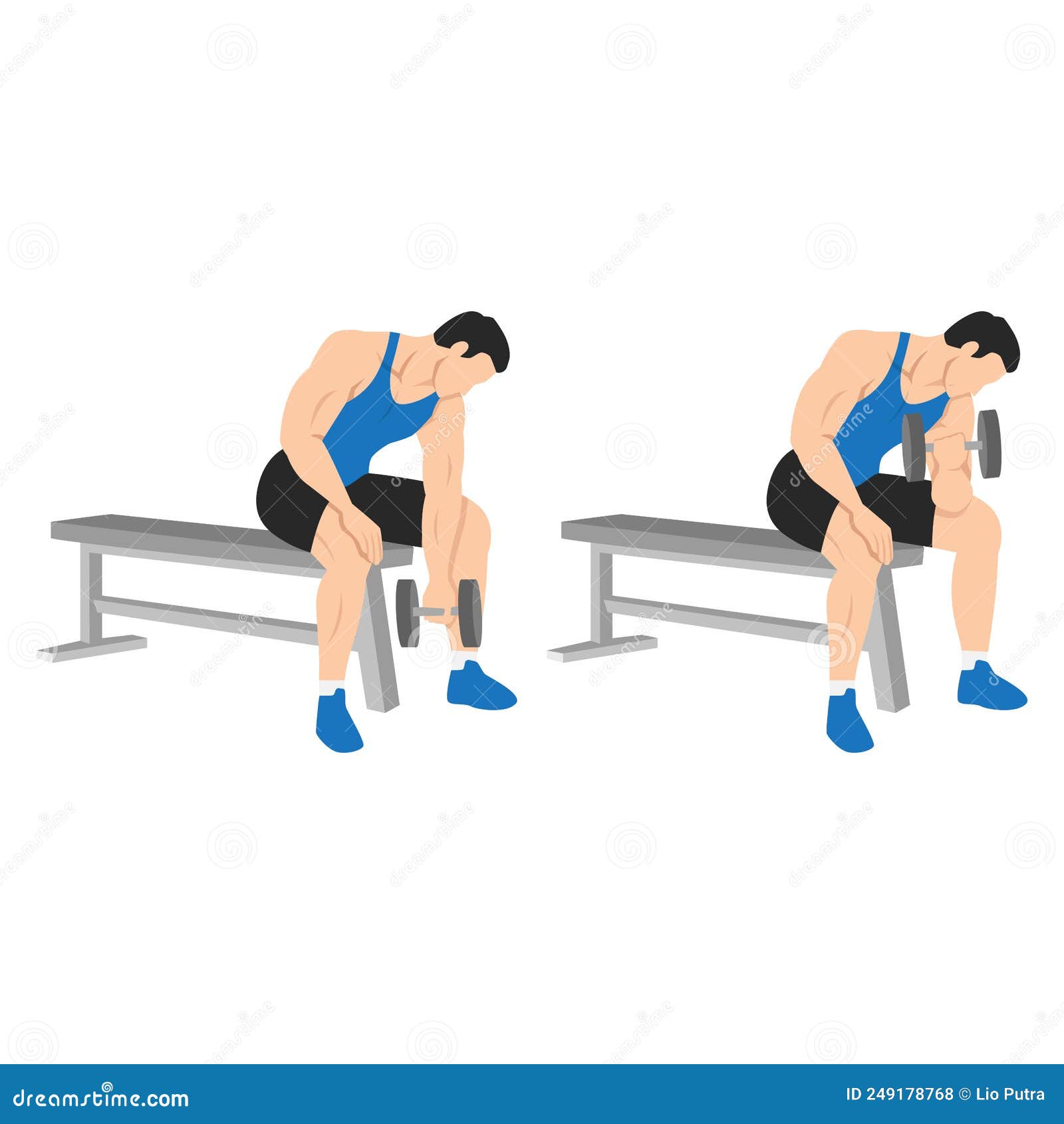 man doing dumbbell concentration curl. flat  