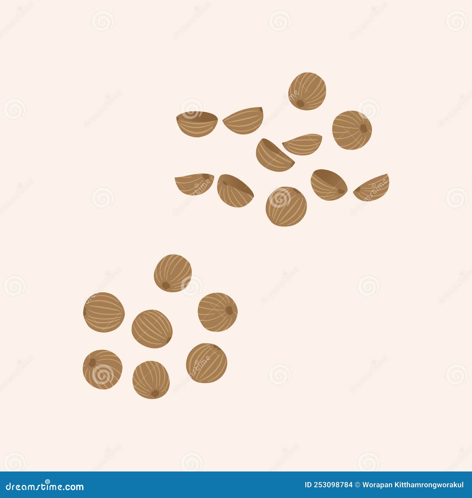 Coriander seed Flat Vector stock vector. Illustration of organic