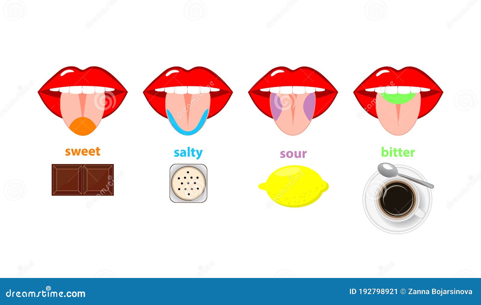 Tongue Taste Areas Four Sections Of Projection Sweet Salty Sour